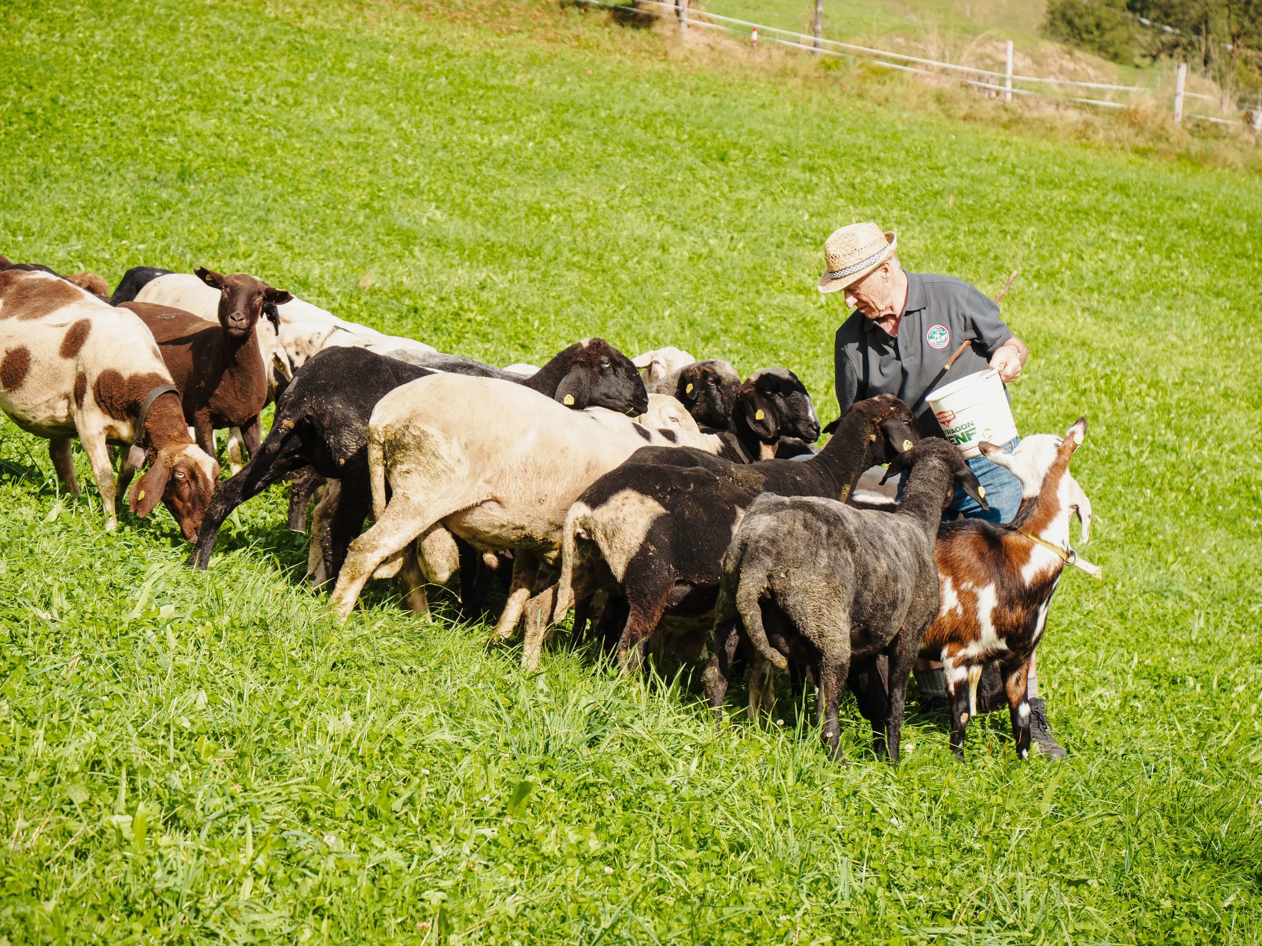 Tauernlamm Schafe