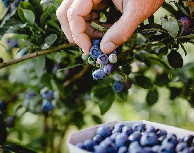 lehnersbeeren hand pflückt heidelbeeren © Lehner Beeren