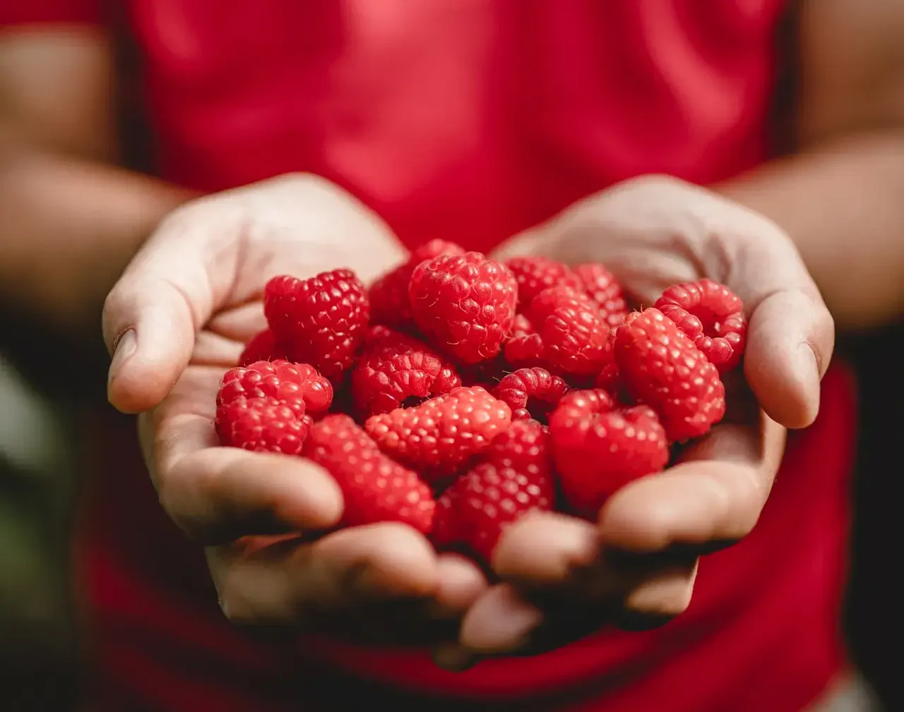 lehnersbeeren hand voller himmbeeren © Lehner Beeren