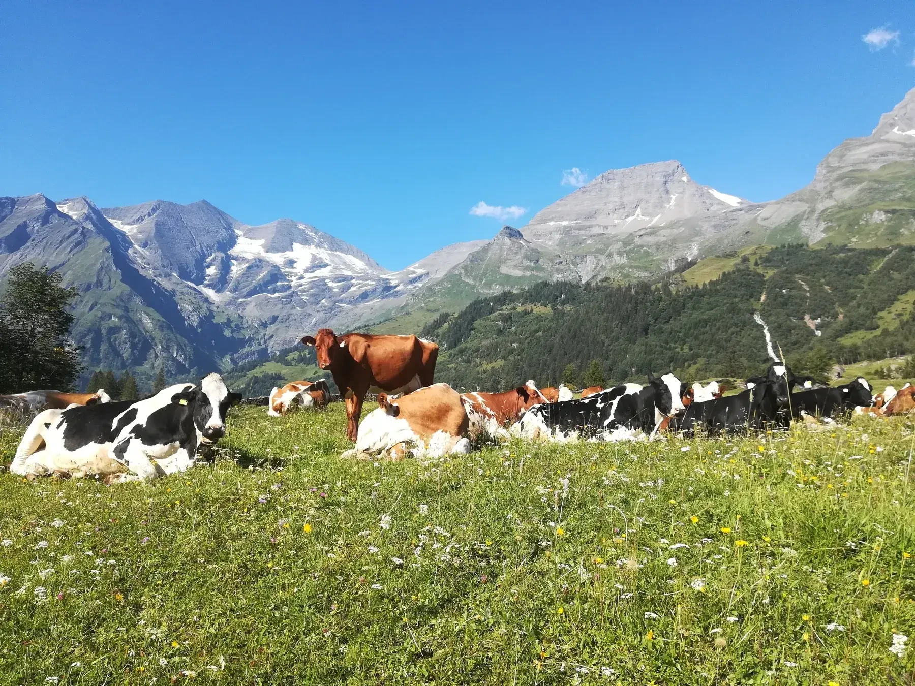 Rinder Alm Altjudengut