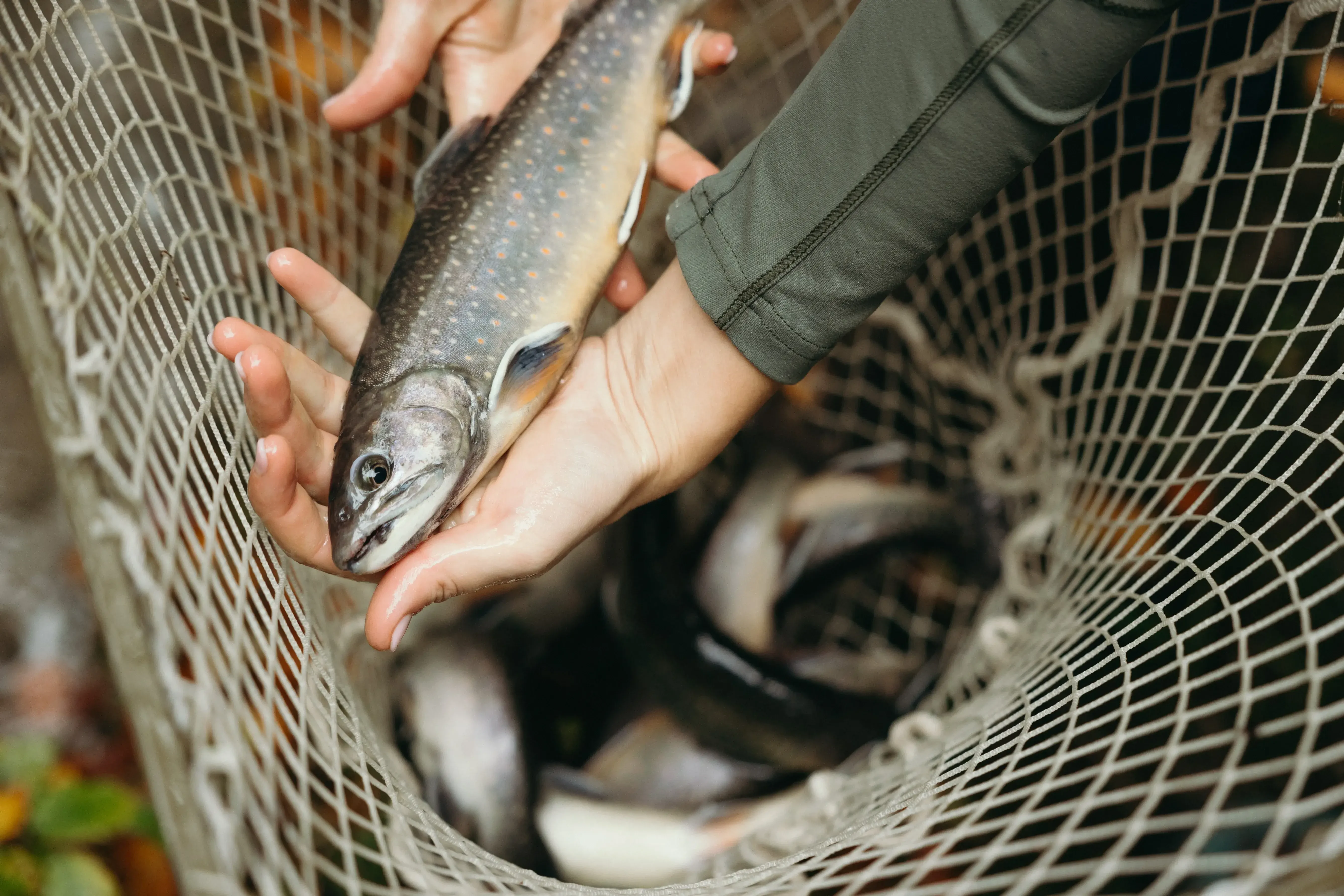 Fisch in Netz Gut Mühllehen