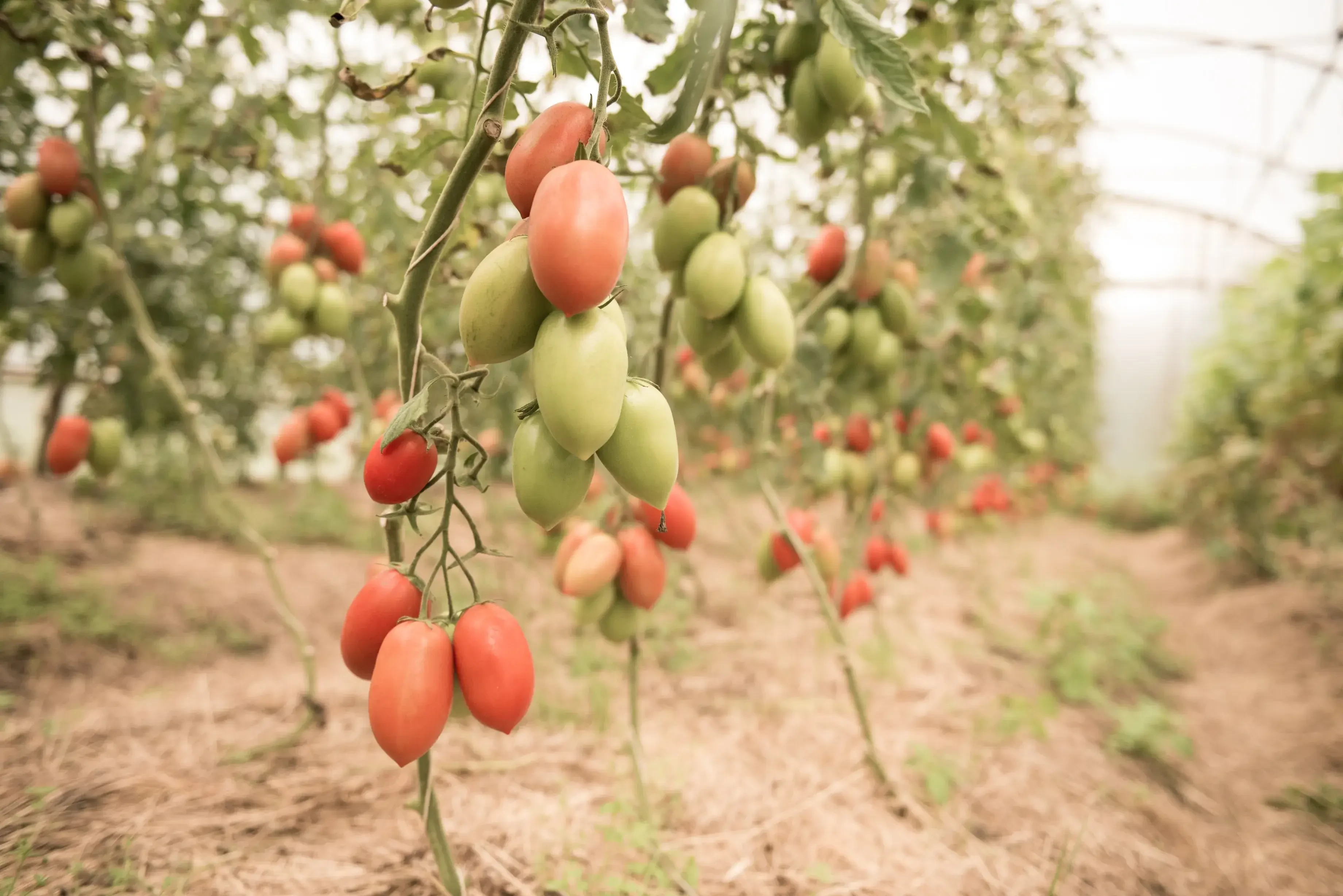 Tomaten