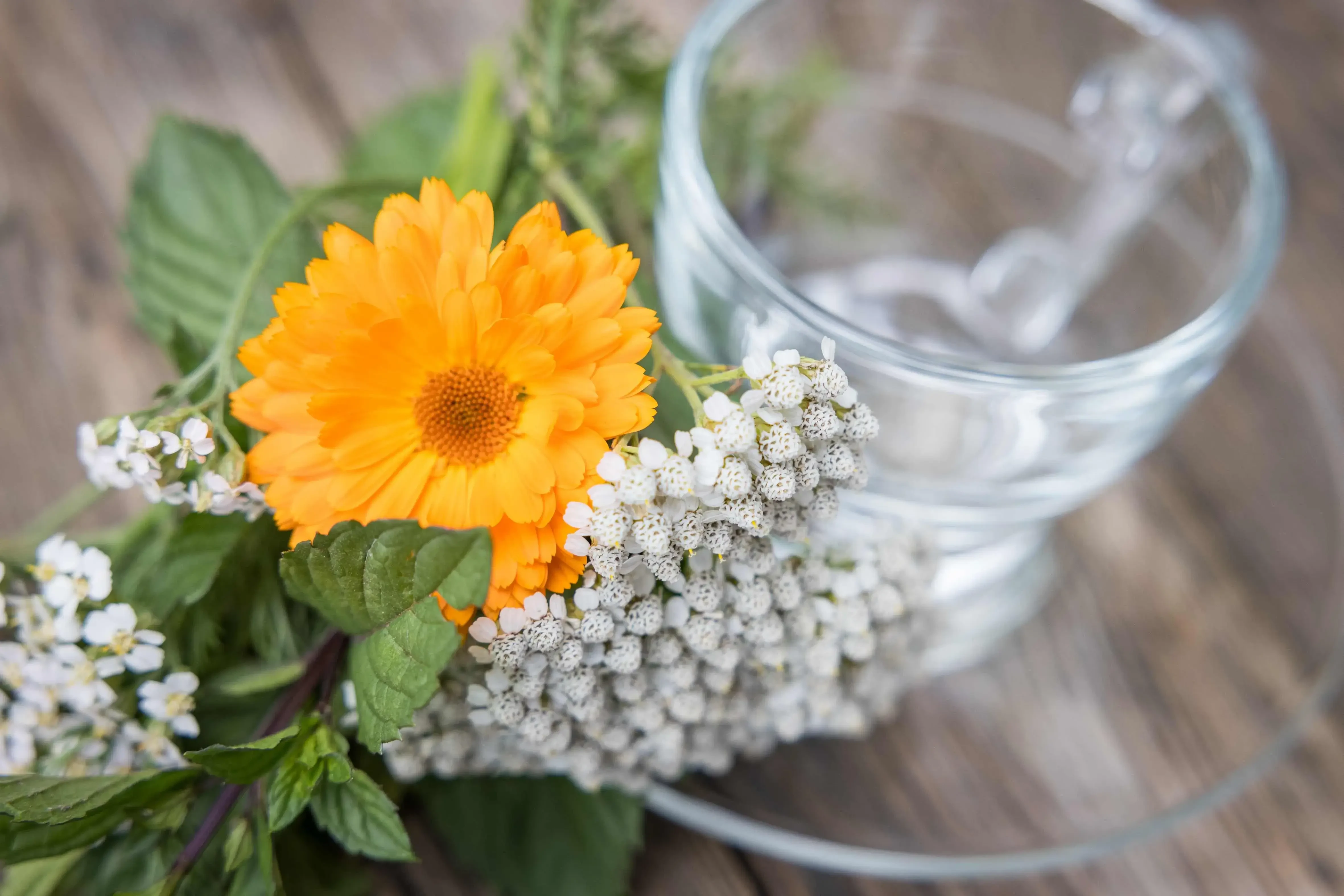 Hollersbacher Kräutergarten AMA GENUSS REGION wildbild