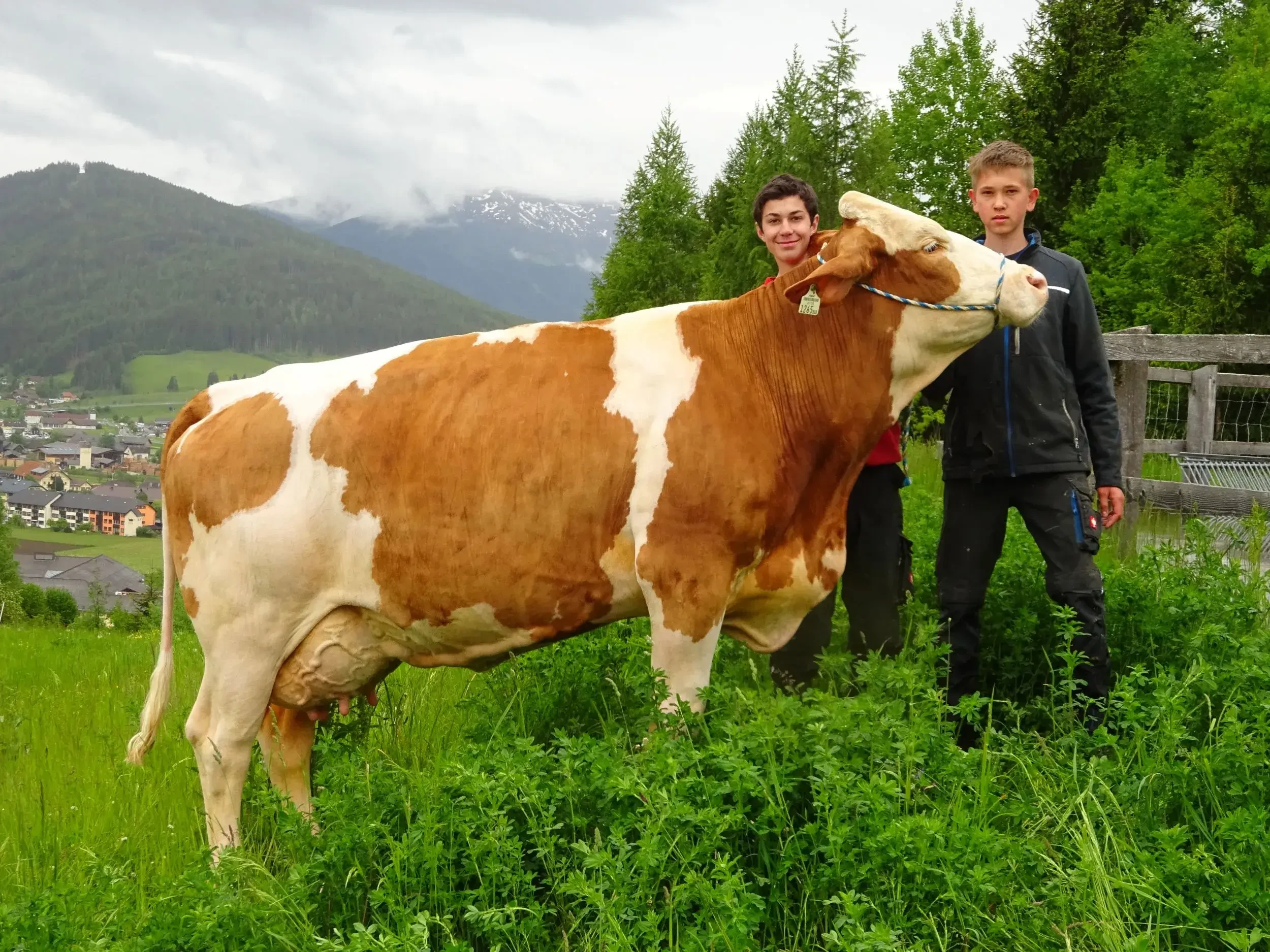 LFS Tamsweg: In unserem 2008 errichteten Liegeboxenlaufstall werden rund 17 Milchkühe gemolken.