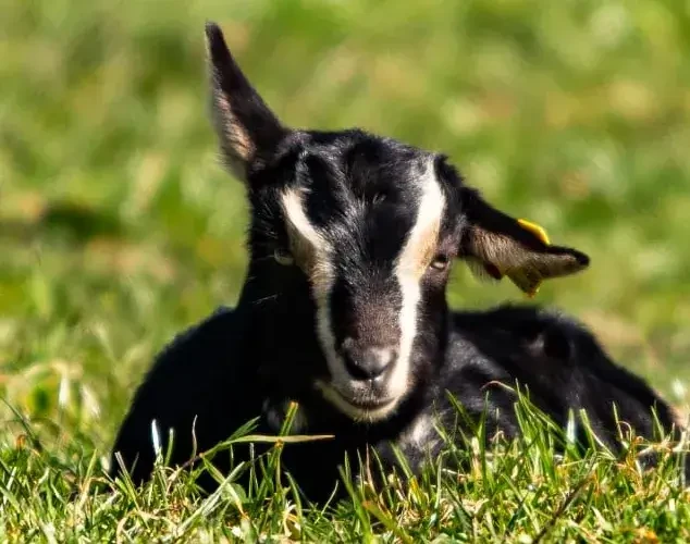 Brandls Ziegenhof Christoph Neumayr und Martina. Im Selbstbedienungsladen von Christoph und Martina in Saalfelden findest du rund um die Uhr hochwertige Bio-Ziegenmilchprodukte und ausgewählte saisonale Erzeugnisse.