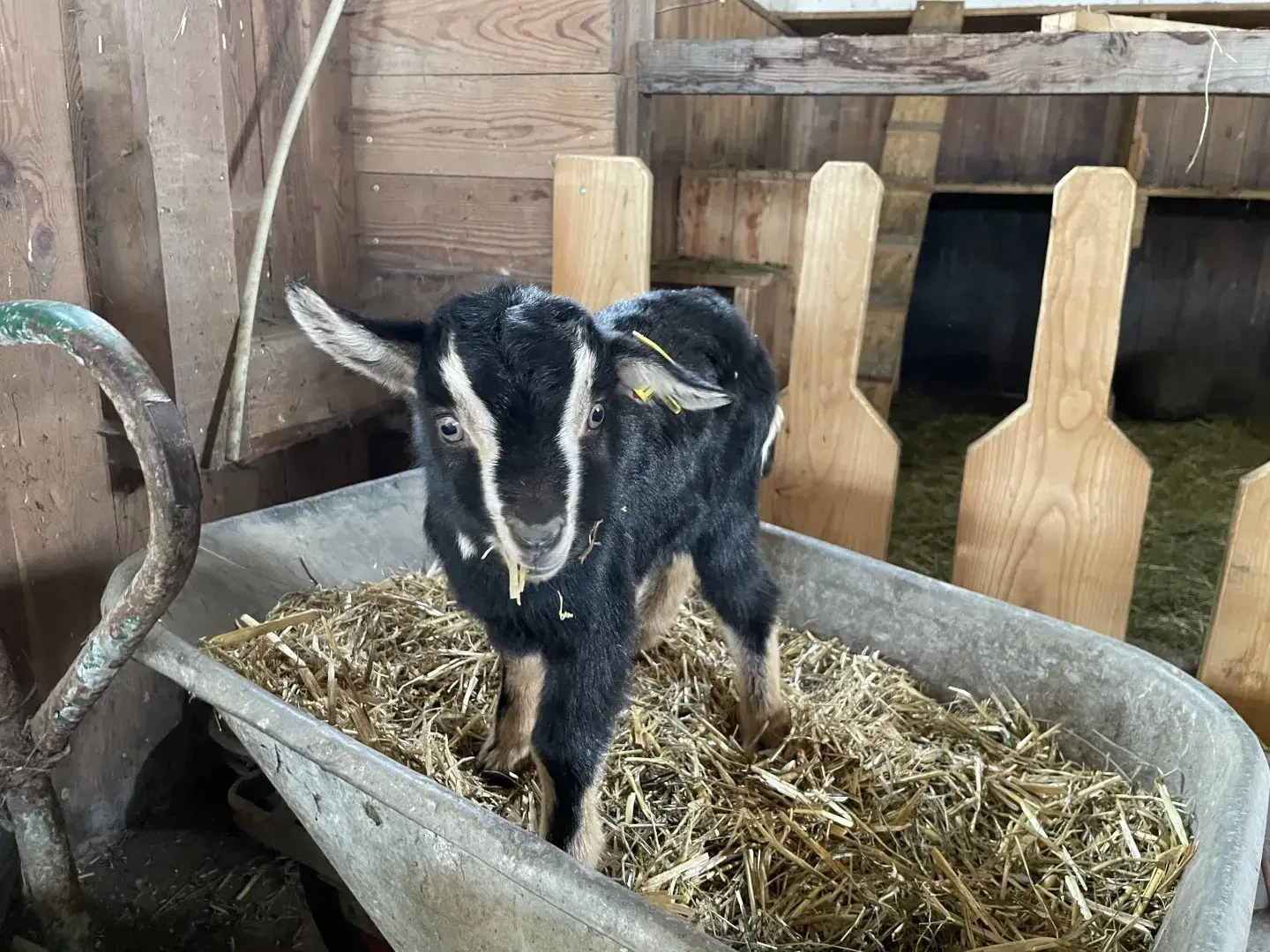 Ziege in der Scheibtruhe - Im Selbstbedienungsladen von Christoph und Martina in Saalfelden findest du rund um die Uhr hochwertige Bio-Ziegenmilchprodukte und ausgewählte saisonale Erzeugnisse.