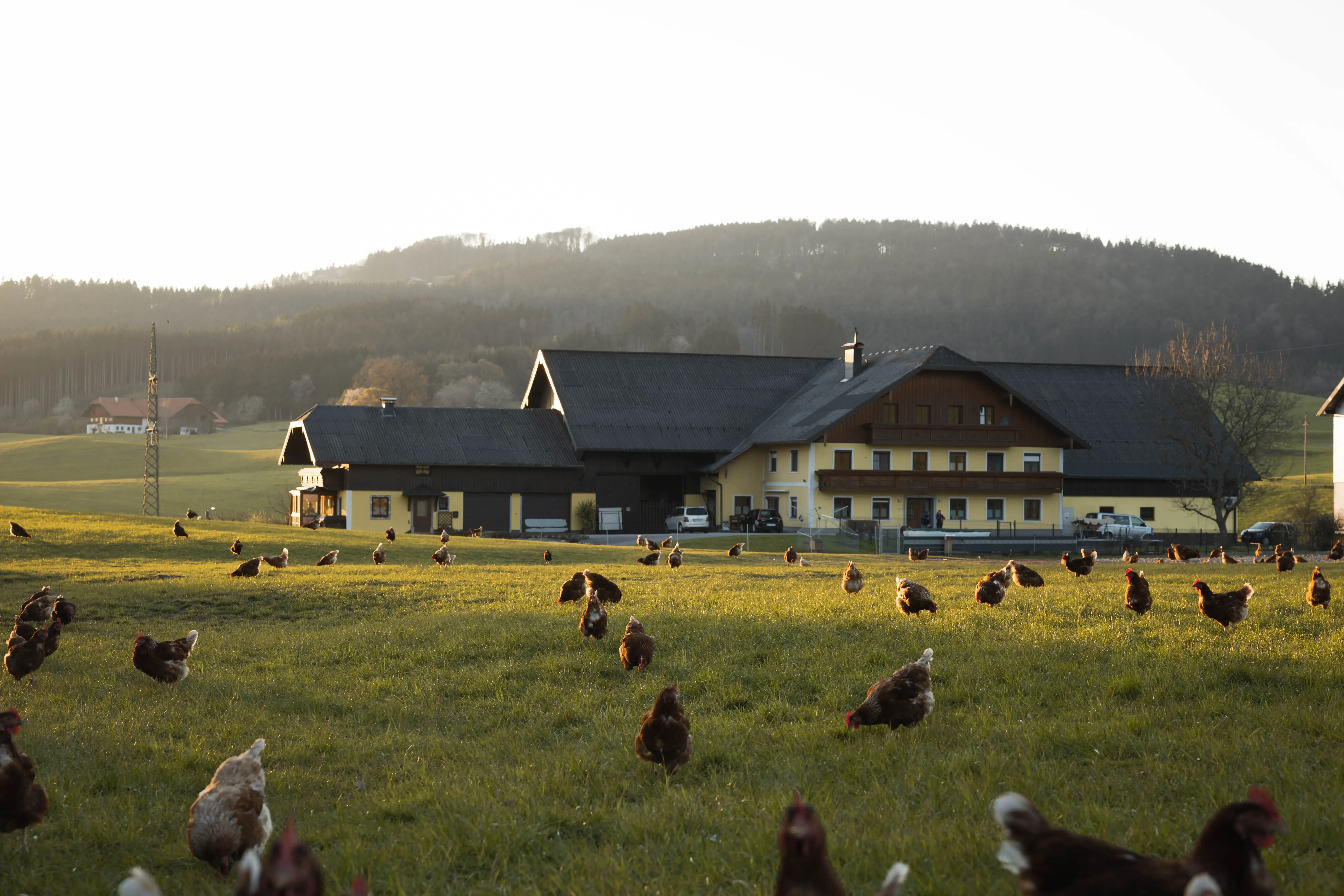Brandhuber - Wanderhuhn Hofgebäude
