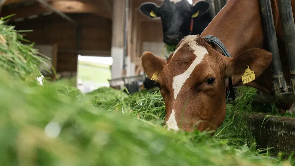 Kuh beim Gras fressen