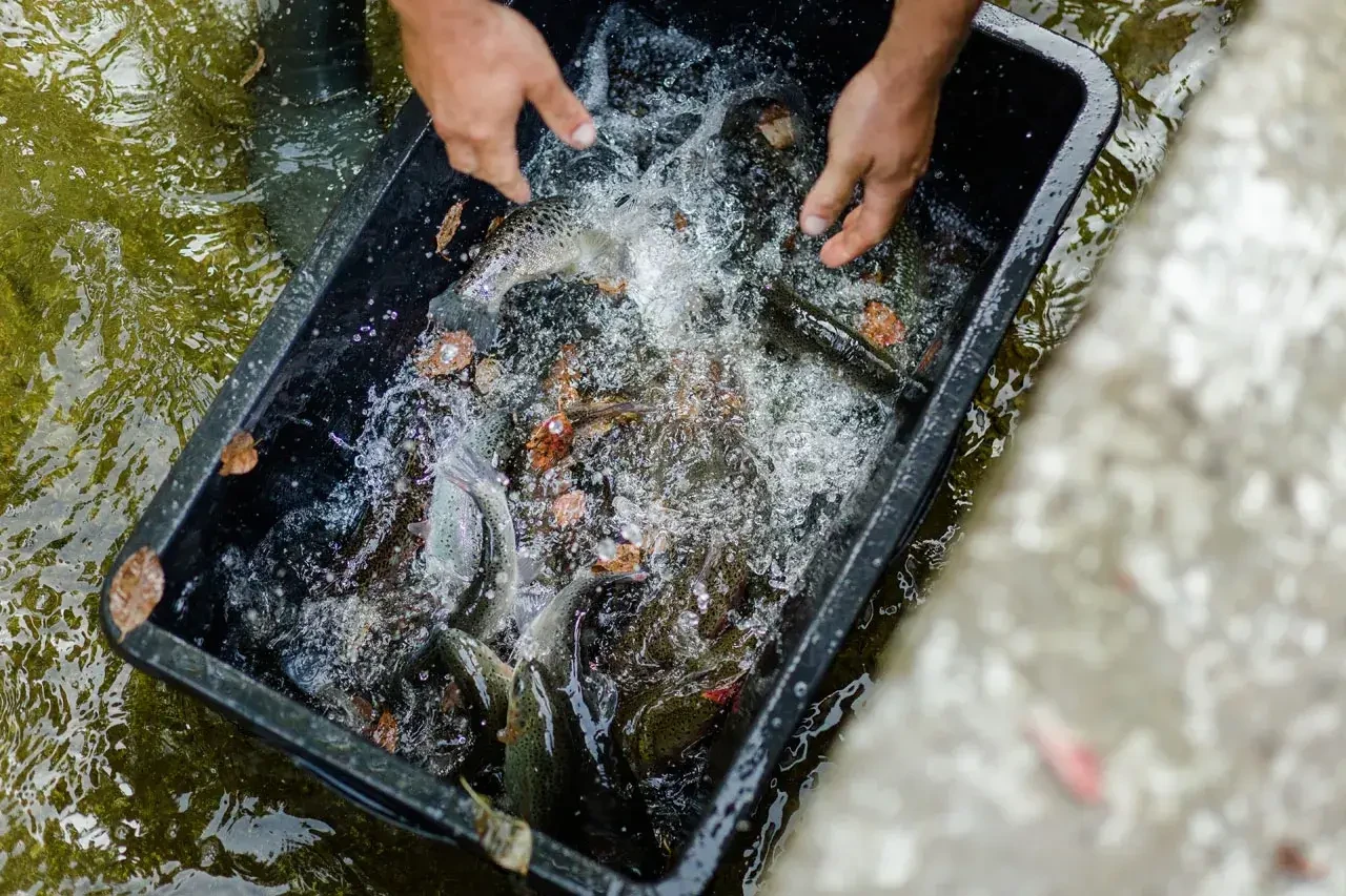 Fische garantiert regional aus den Fischteichen vom Ennsmanngut in Unken