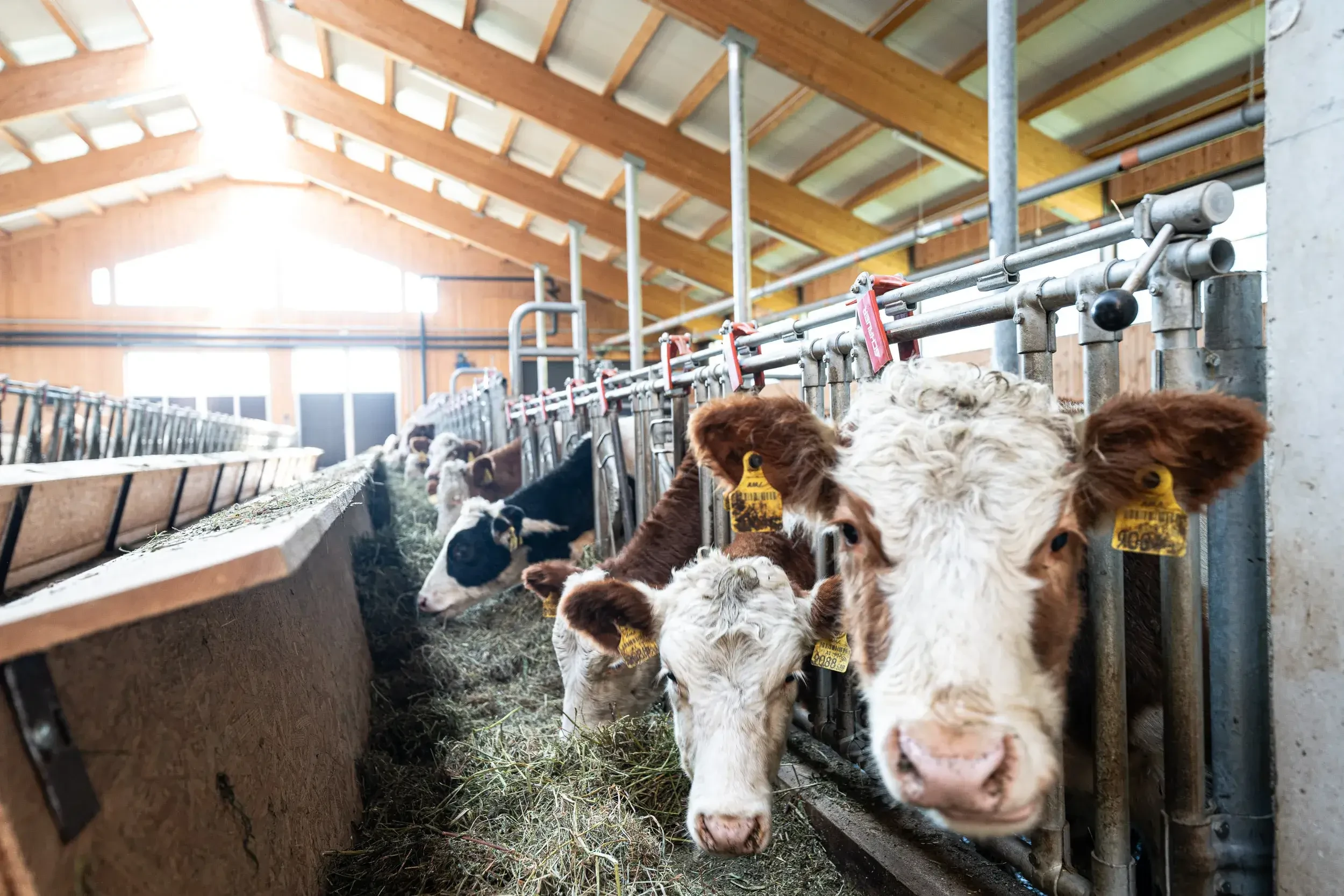 Kühe im Stall