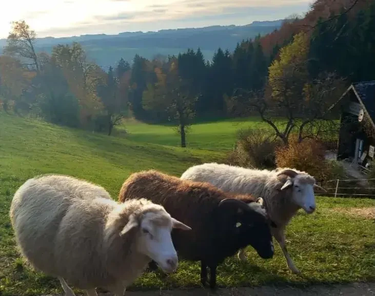 Neubachergütl Wollschafe Bio aus Mattsee