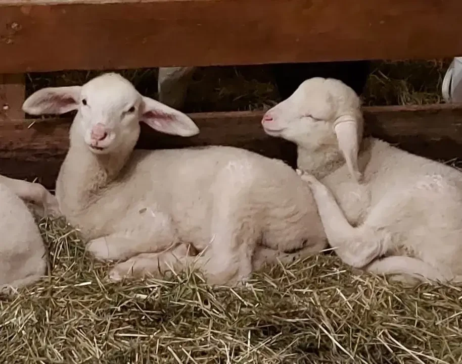 Lämmer Neubauergütl in Mattsee Bio Lammfleisch
