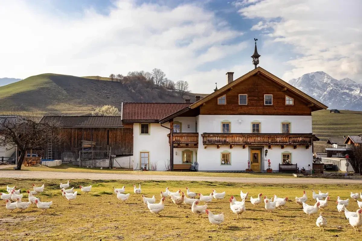Thomanhof Saalfelden mit Hühnern vor Bauernhaus