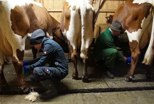 Twengeralm. Traditionell bewirtschaftet mit Pinzgauer Milchkühen und Tauernschecken-Ziegen – mit eigener Herstellung regionaler Spezialitäten aus dem Pflanzenschutzgebiet Niedere Tauern.