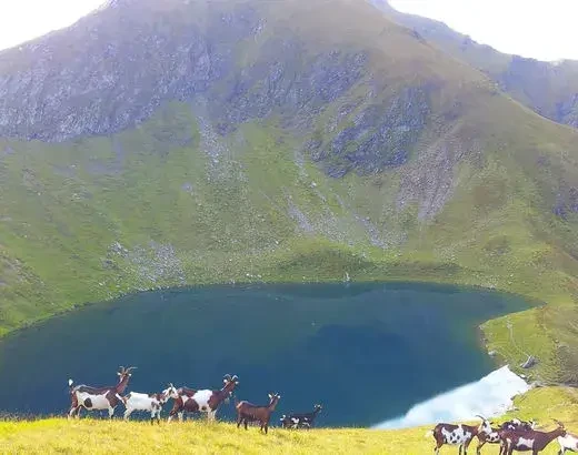 Twengeralm. Traditionell bewirtschaftet mit Pinzgauer Milchkühen und Tauernschecken-Ziegen – mit eigener Herstellung regionaler Spezialitäten aus dem Pflanzenschutzgebiet Niedere Tauern.