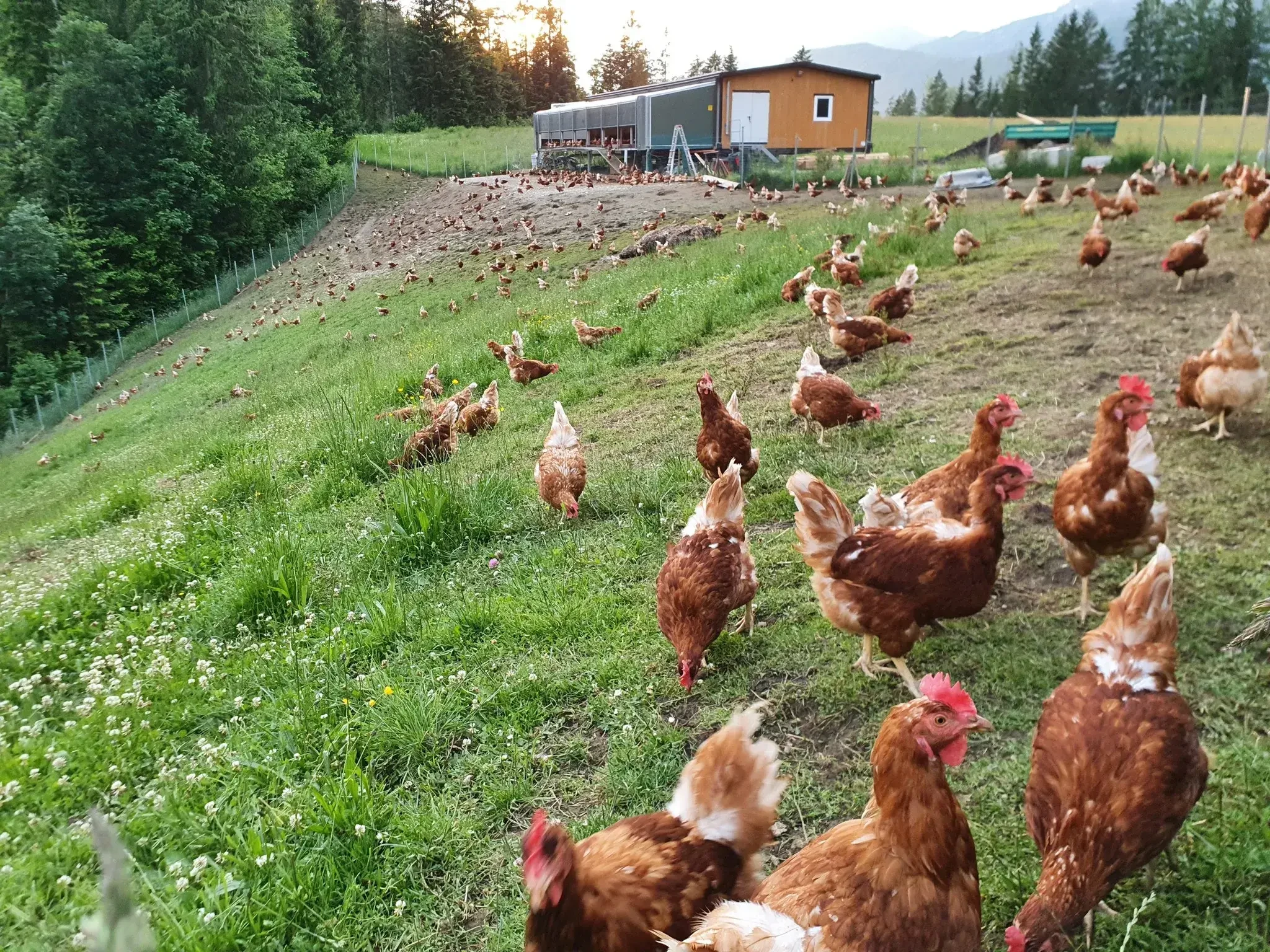 Hühne Gehege am Feld Putz Ei Abtenau