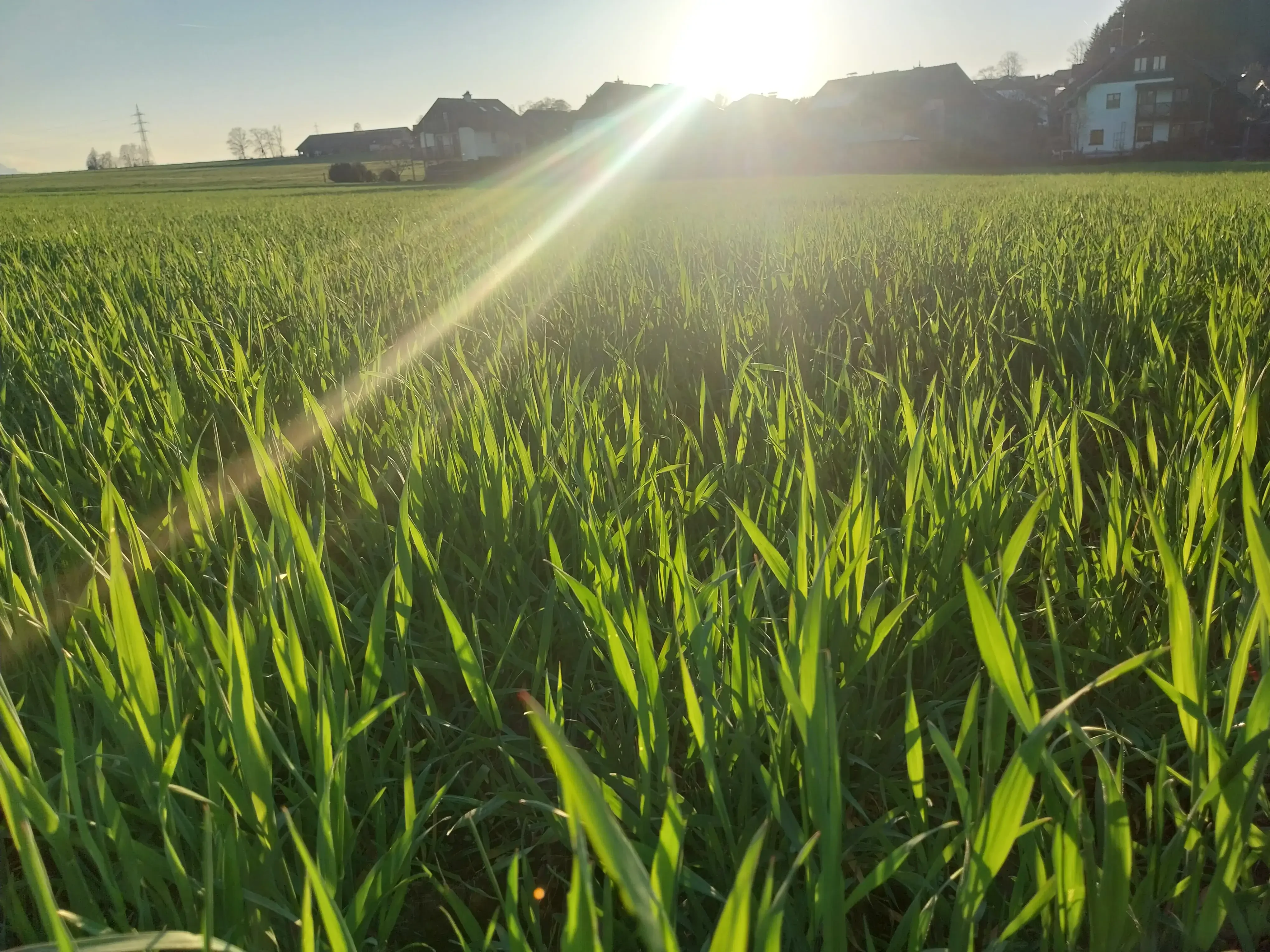 Hausberger Roggen wächst und gedeiht auf den Feldern der Familie Mösl in Seekirchen
