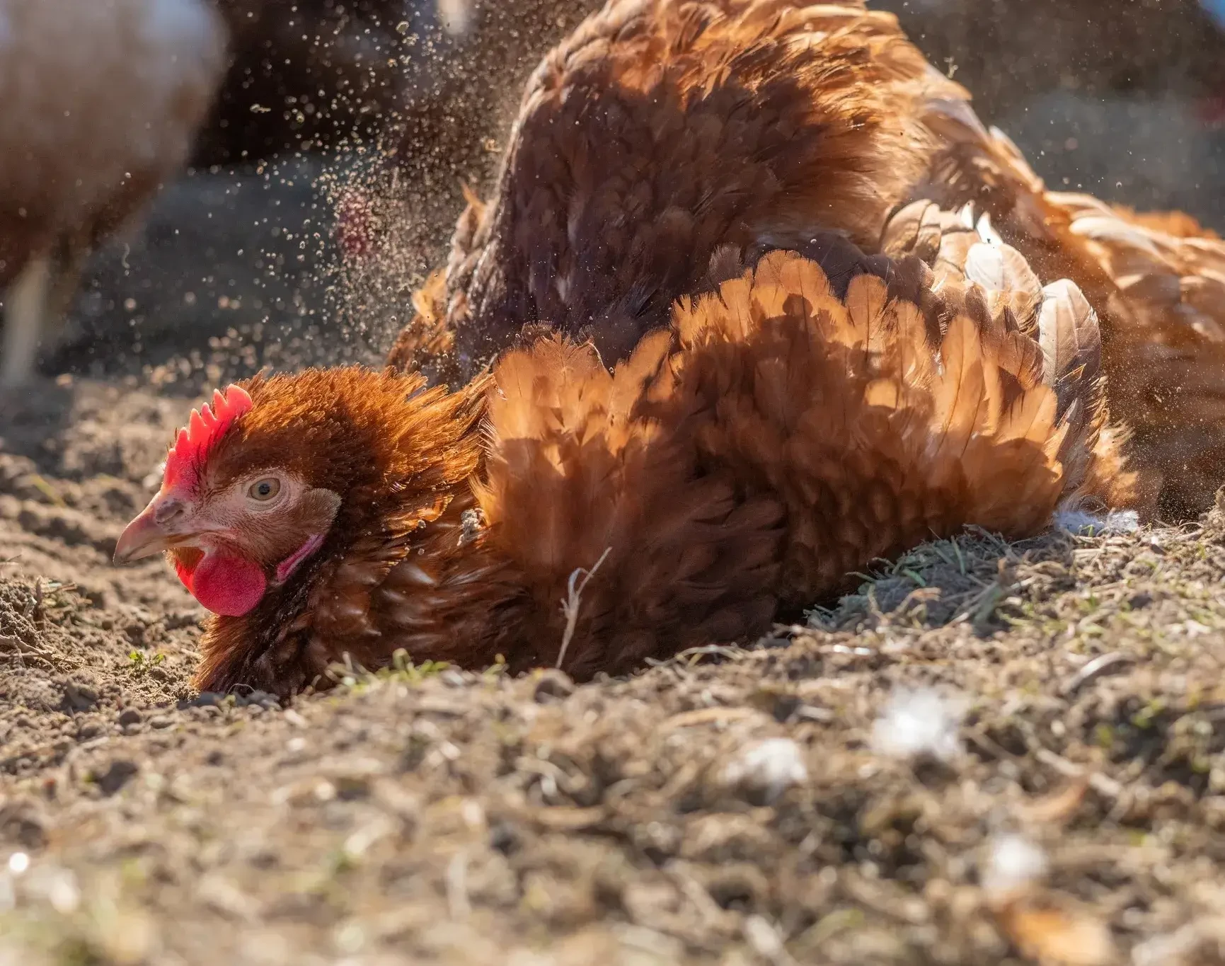 Huhn beim Sandbaden Putz Ei in Abtenau