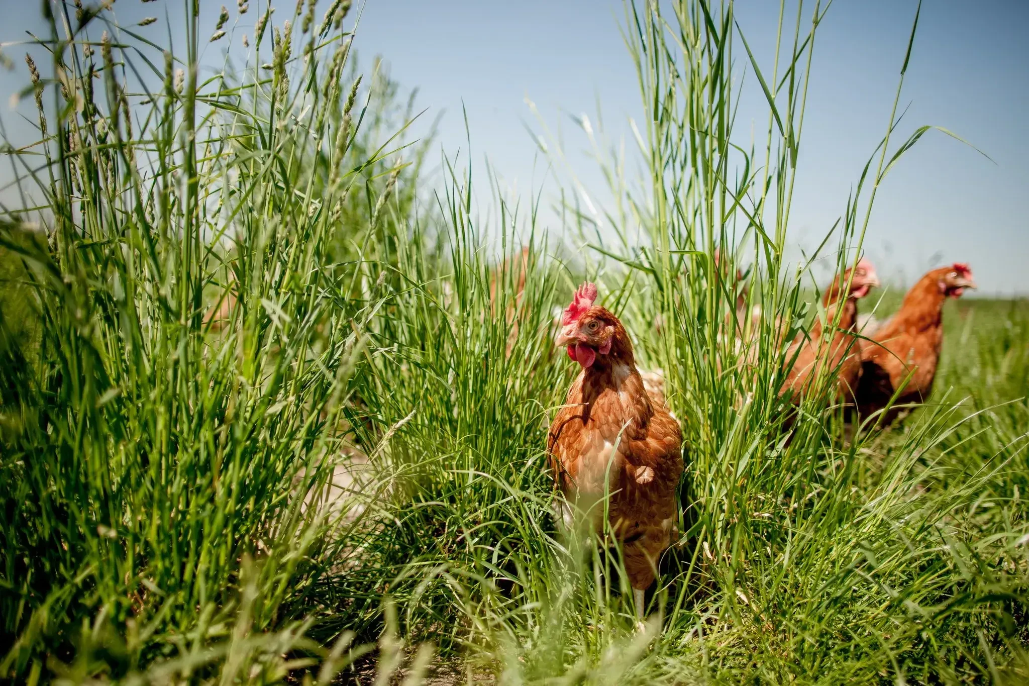 Glückliches Huhn im hohen Gras Putz Ei in Abtenau
