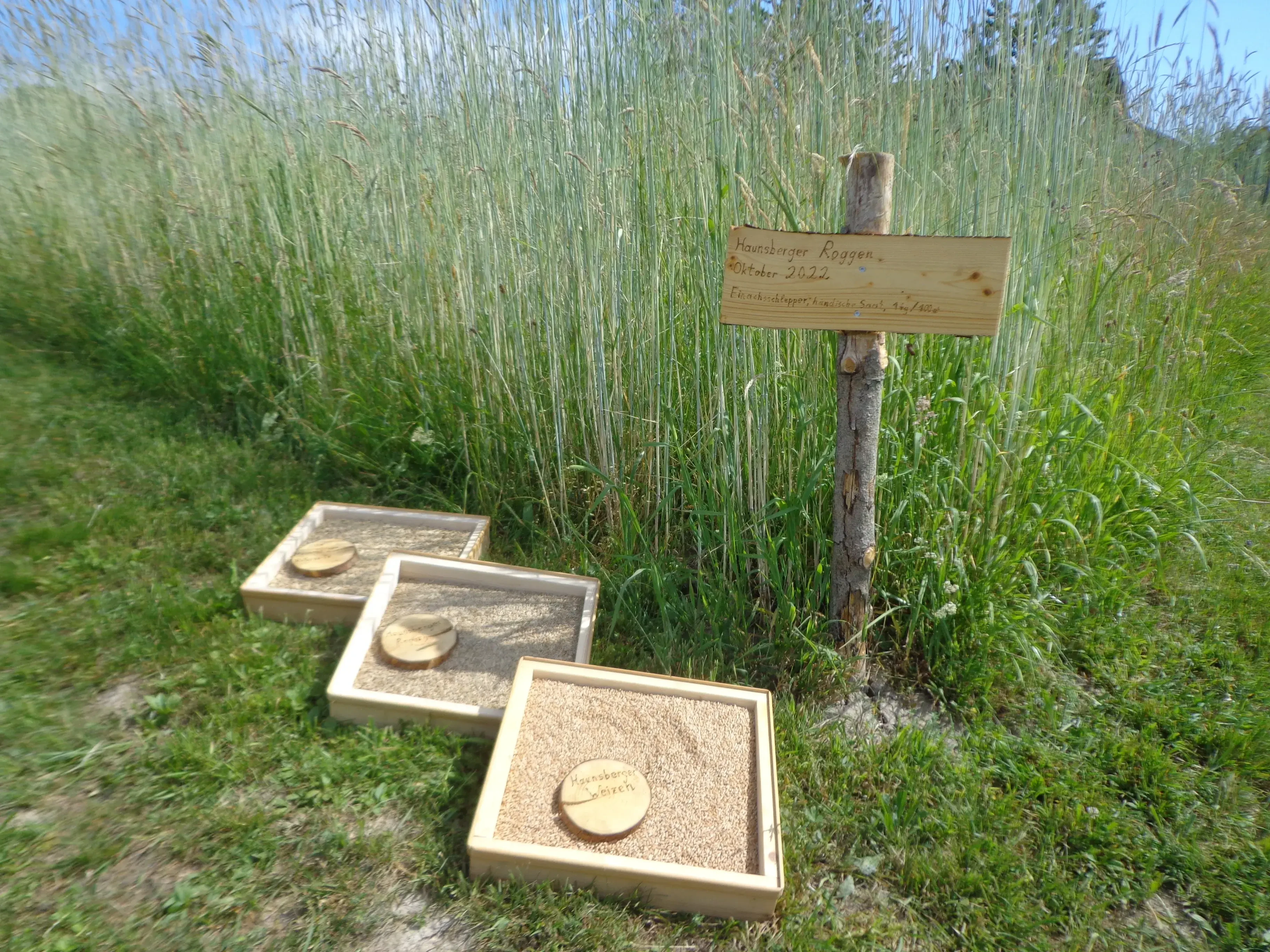 Die 3 Haunsberger Getreide - vor einem Feld Haunsberger Roggen; Haunsberger Weizen, Roggen und Hafer. Alte Getreidesorten kehren zurück: Haunsberger Weizen, Roggen und Hafer wachsen wieder in Anthering – ein Projekt für Biodiversität, regionale Landwirtschaft und gelebte Regionalkultur des Verein Flachgauer Troadkultur.