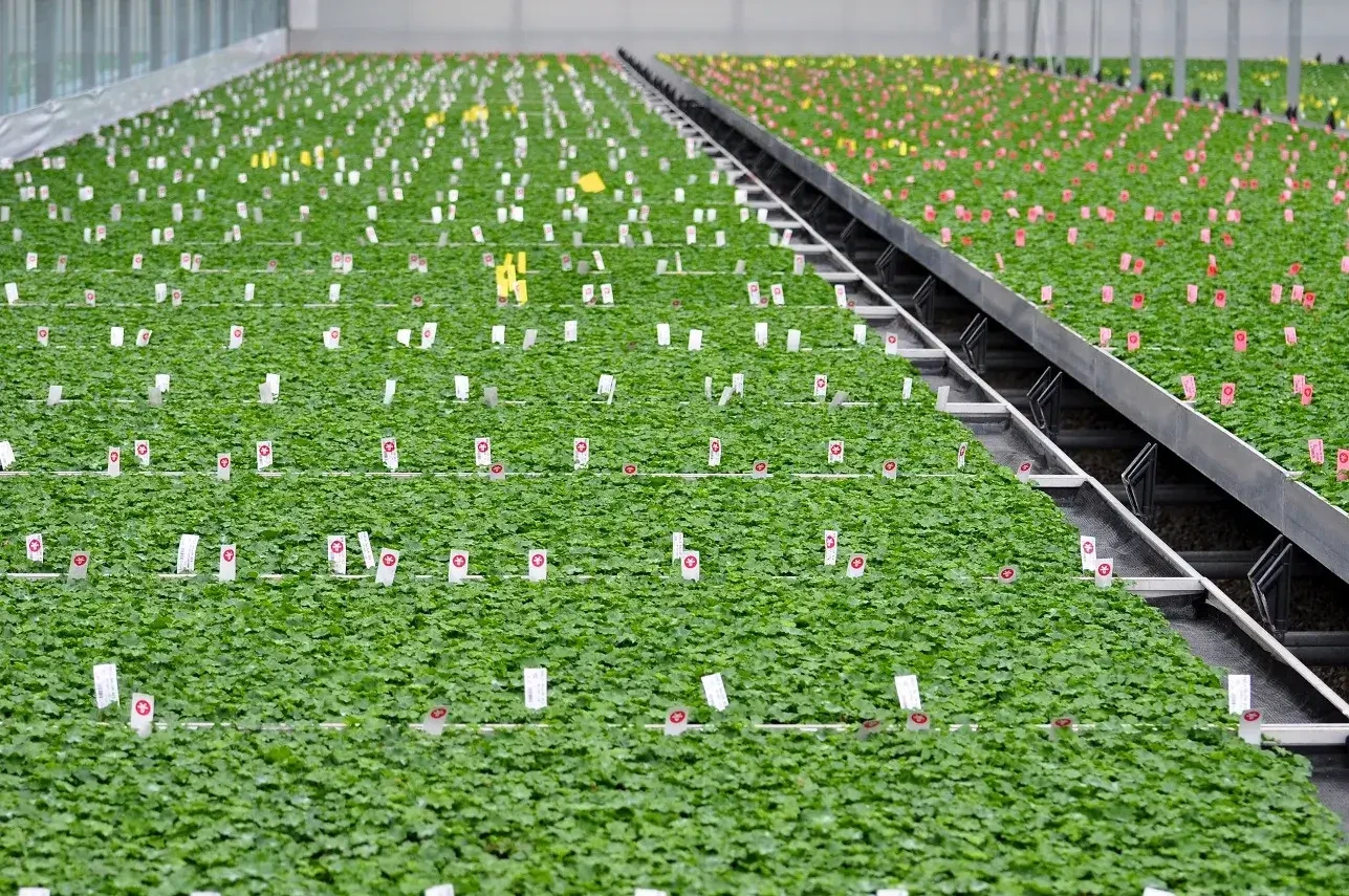 Großhandelsvertrieb von Beet- und Balkonpflanzen für Gärtnereien und Pflanzbetriebe in Salzburg – ausschließlich für Wiederverkäufer.
