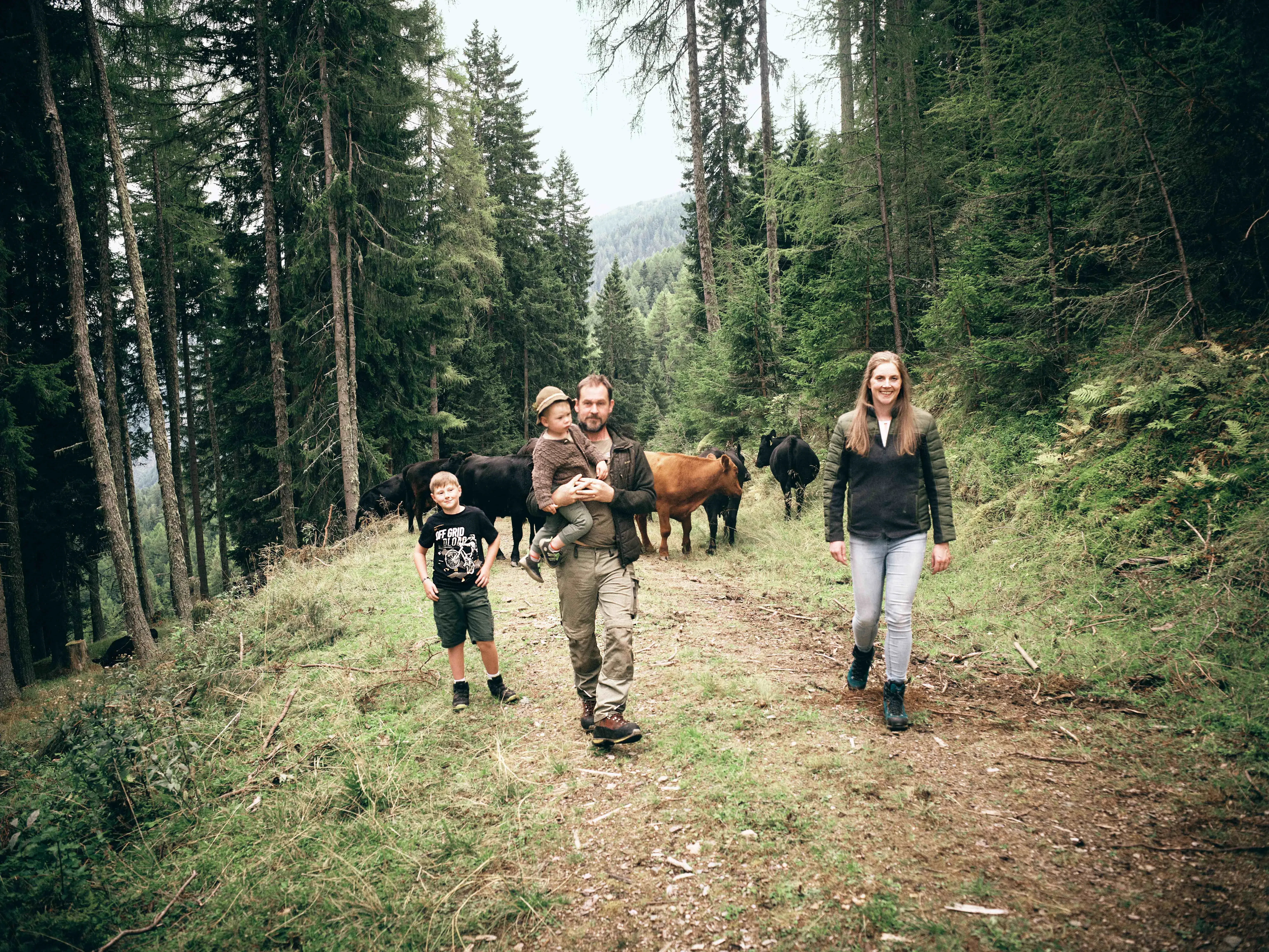 Spaziergang im Wald Forstweg Kühe und Familie