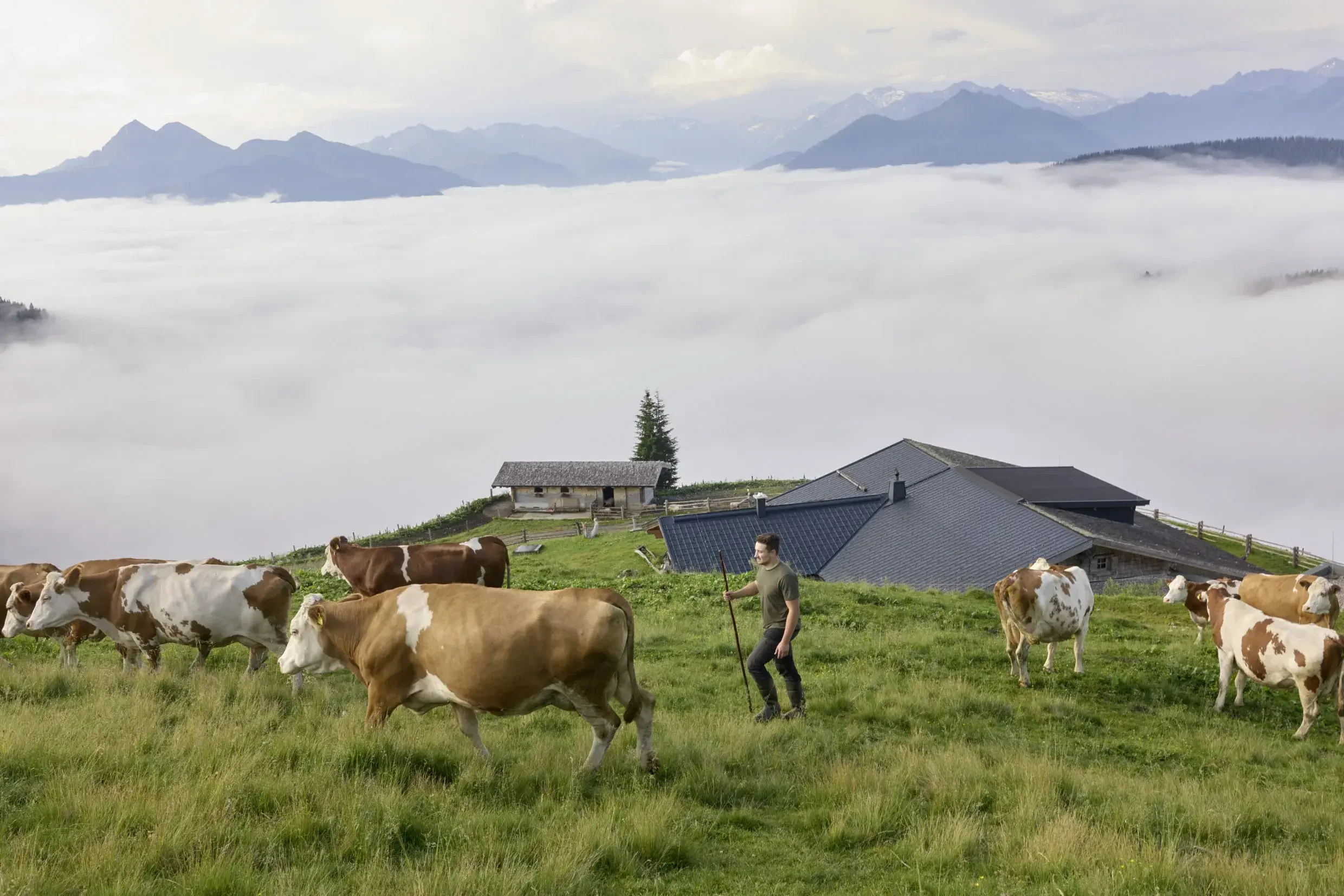 Hochkaseralm mit Kühen