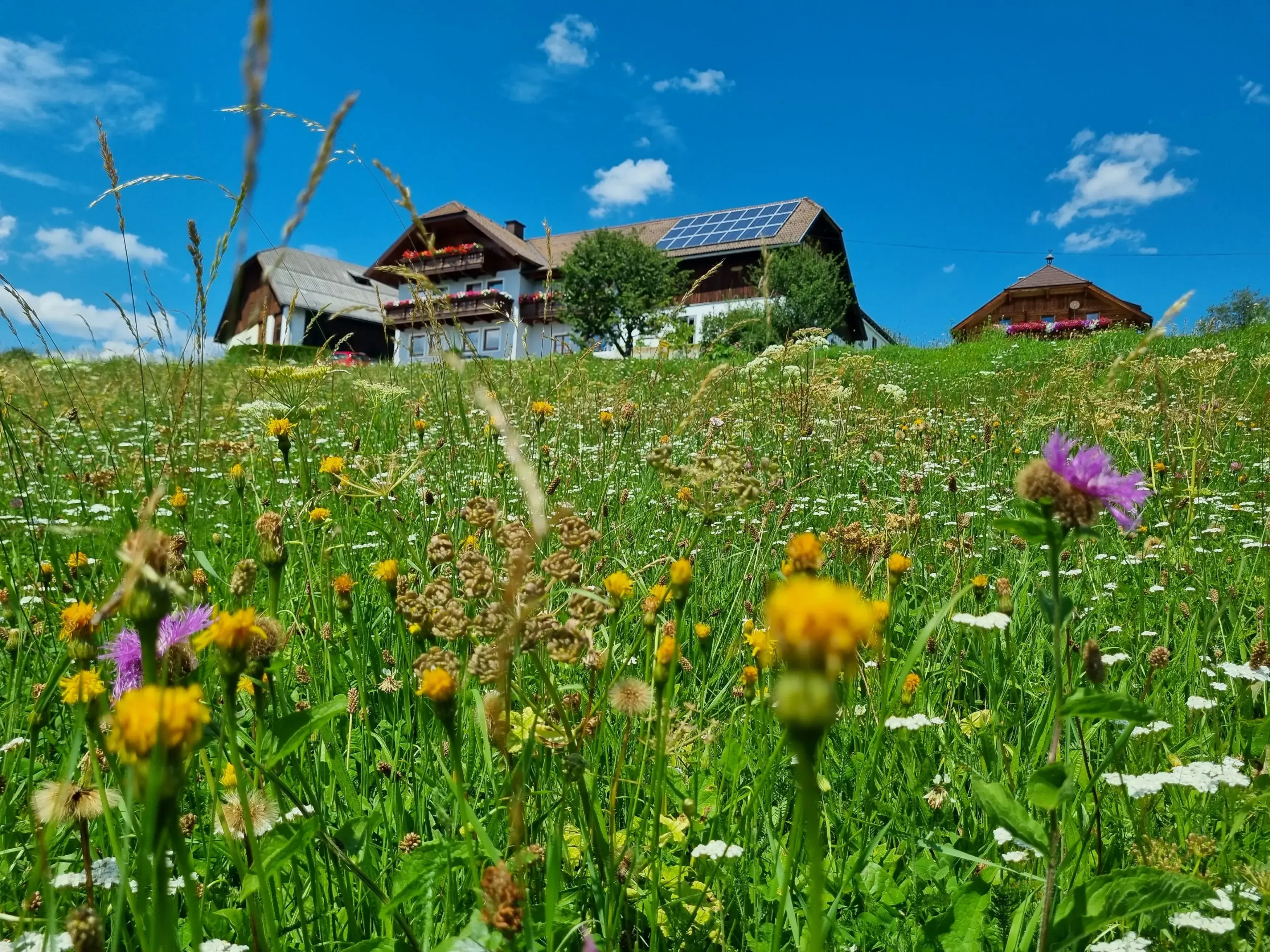 Weberhof Haus auf Wiese
