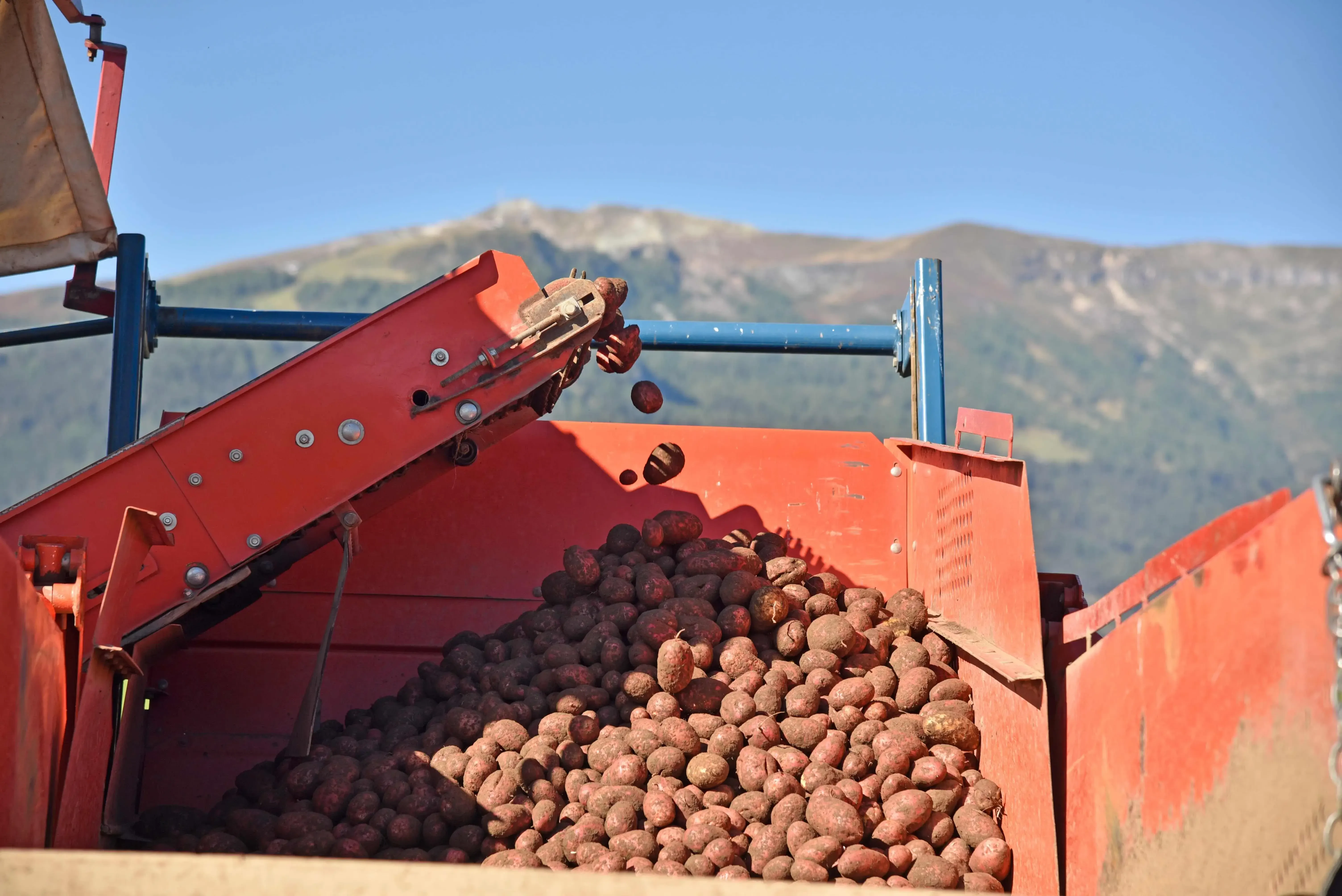Lungauer Eachtling frisch vom Feld, purzeln aus der Erntemaschine