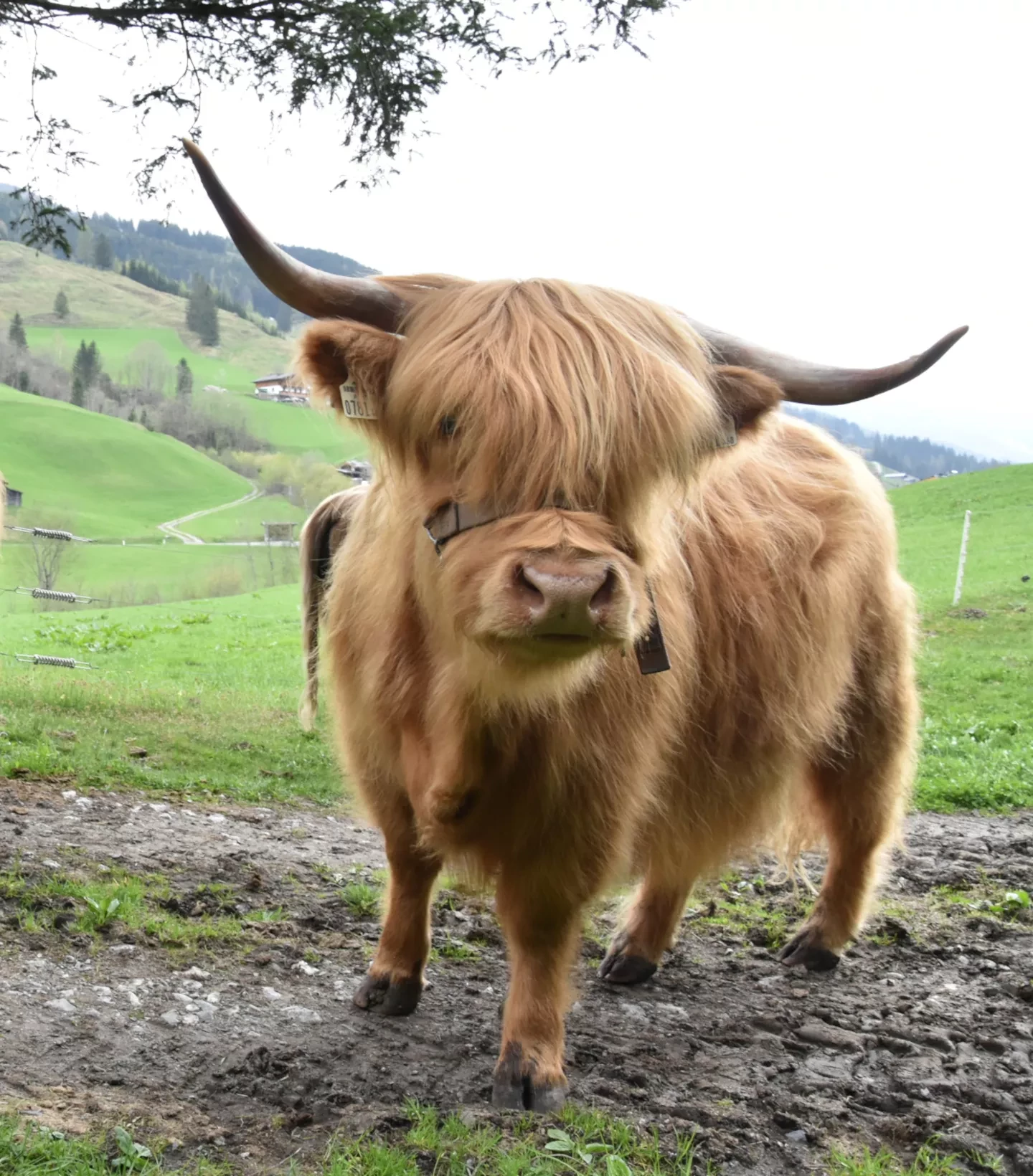 Hochlandrind vor der Kamera auf der Weide in Rauris