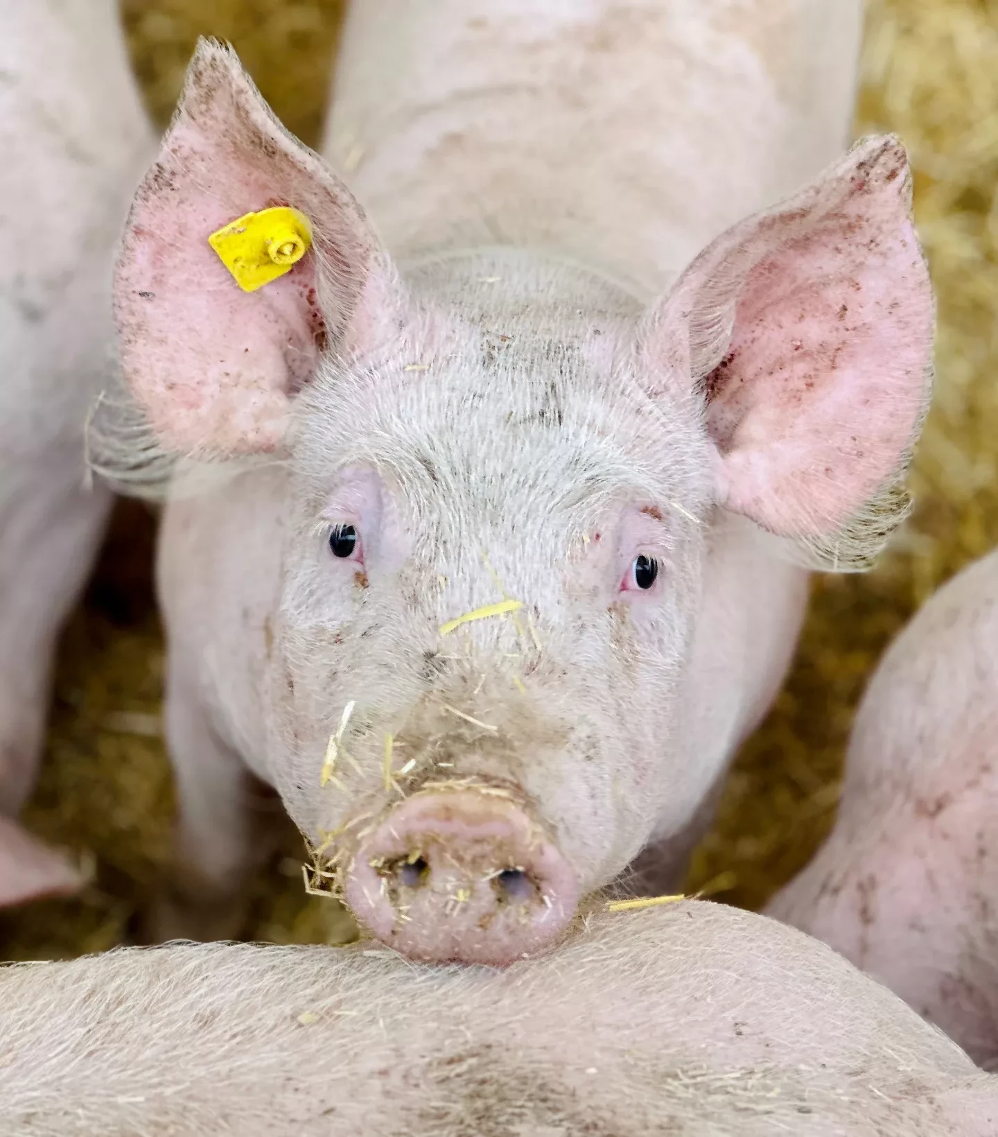 Scheine aus der eigenen Landwirtschaft, Friesacher Anif