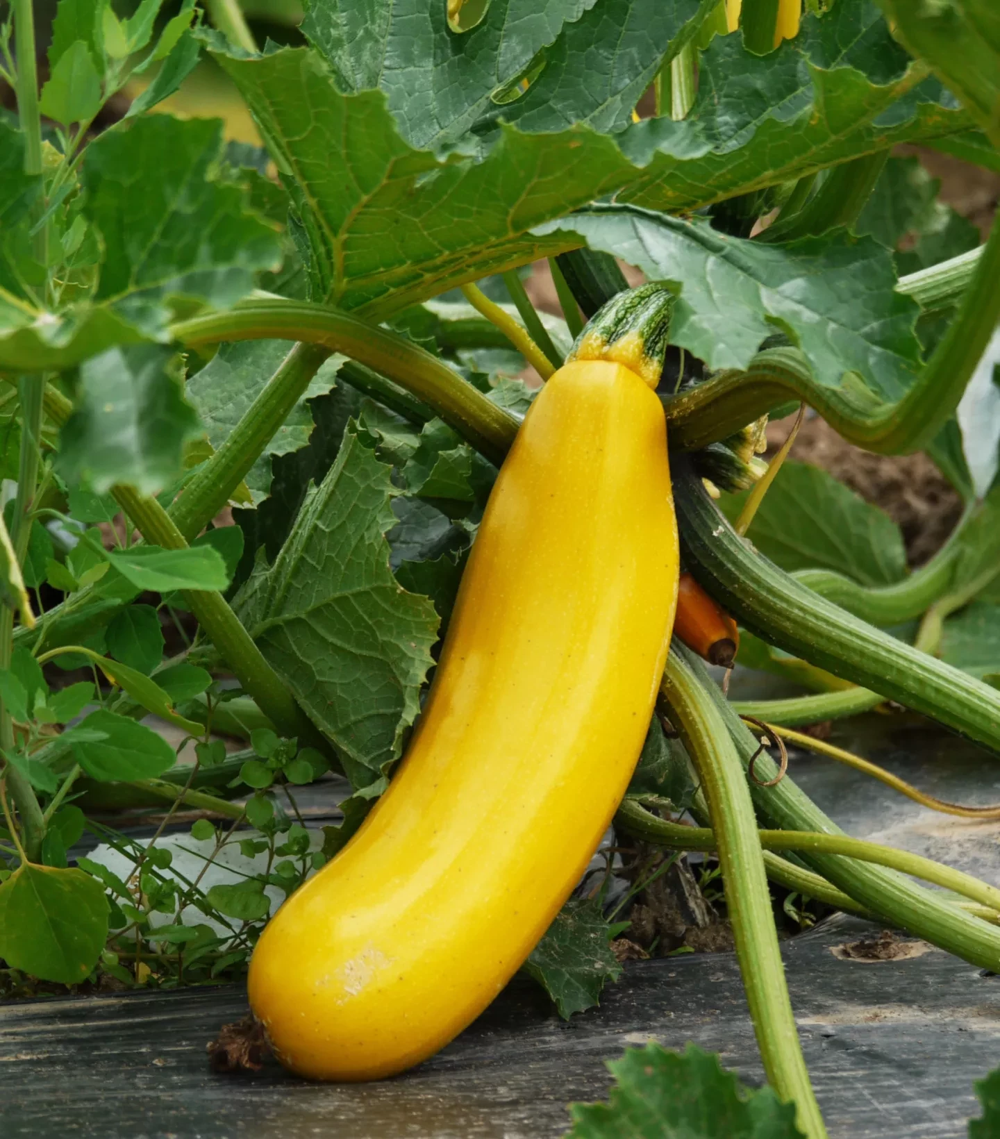 Gelbe Zucchini am Strauch
