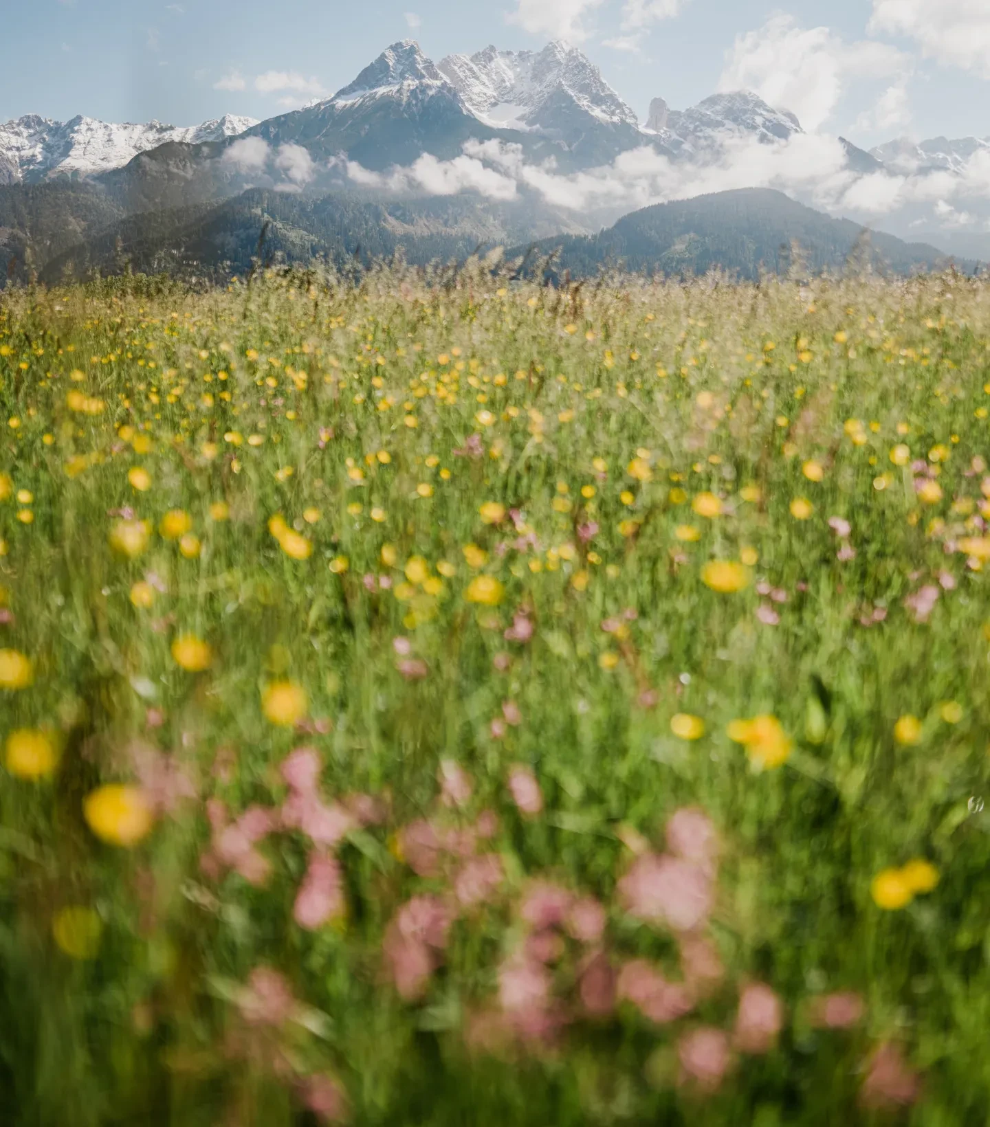 Blühende Blumenwiese mit schneebedeckten Bergen im Hintergrund