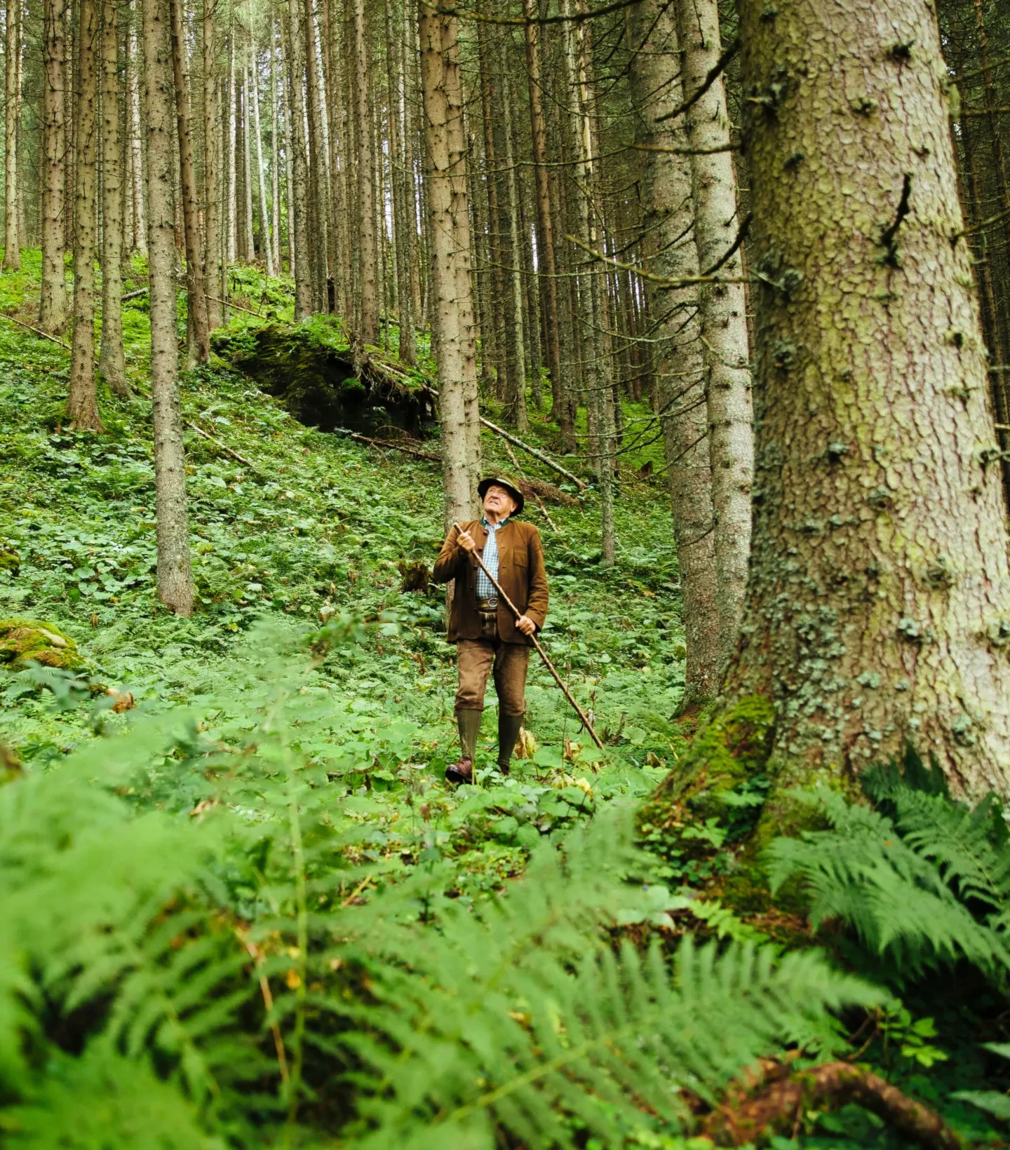 Unterwegs im Wald