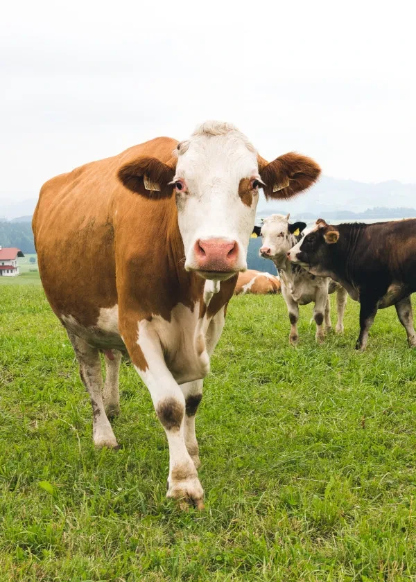 Kuh auf der Weide in der Bio Heu Region