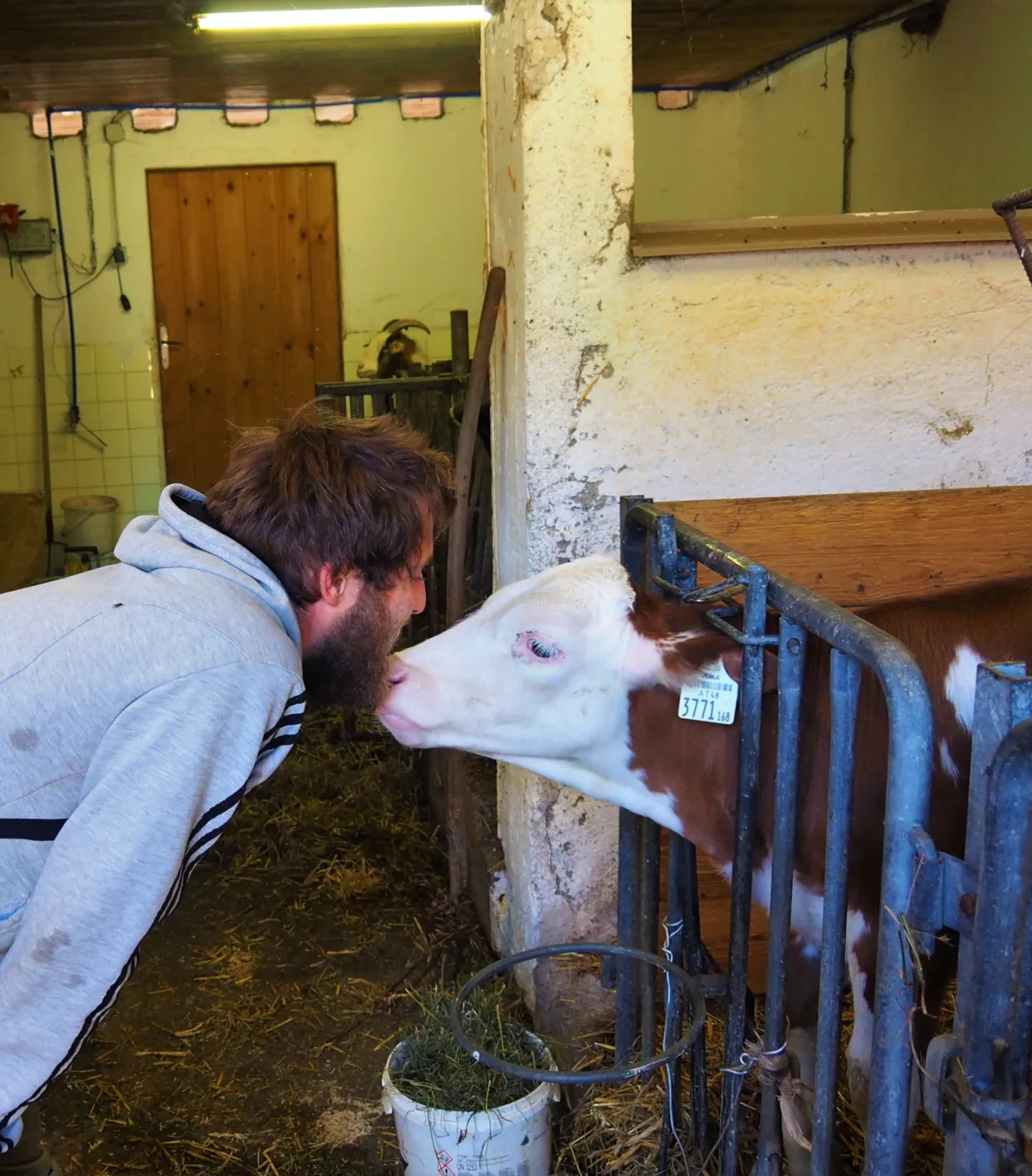 Schafferbauer Stefan Schmiderer im Stall mit Kalb