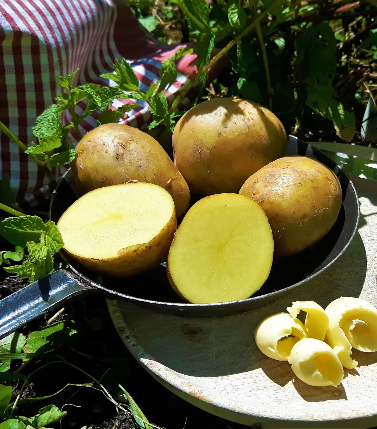 Lungauer Eachtling gekocht