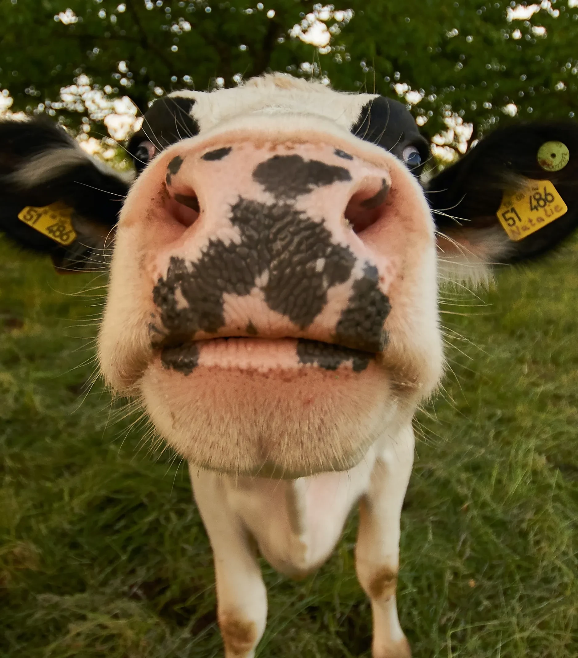 Test Cow
