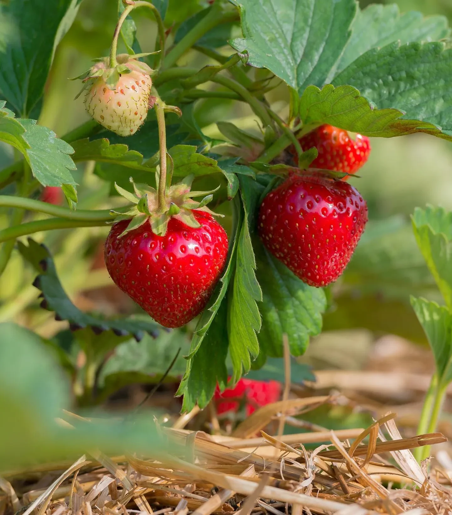 Erdbeeren