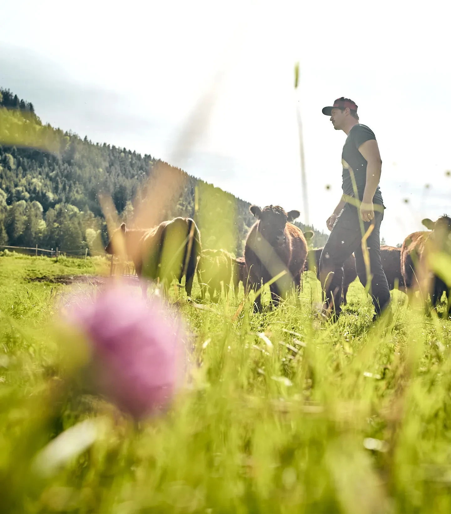 Biofarm Teufl-Galloway