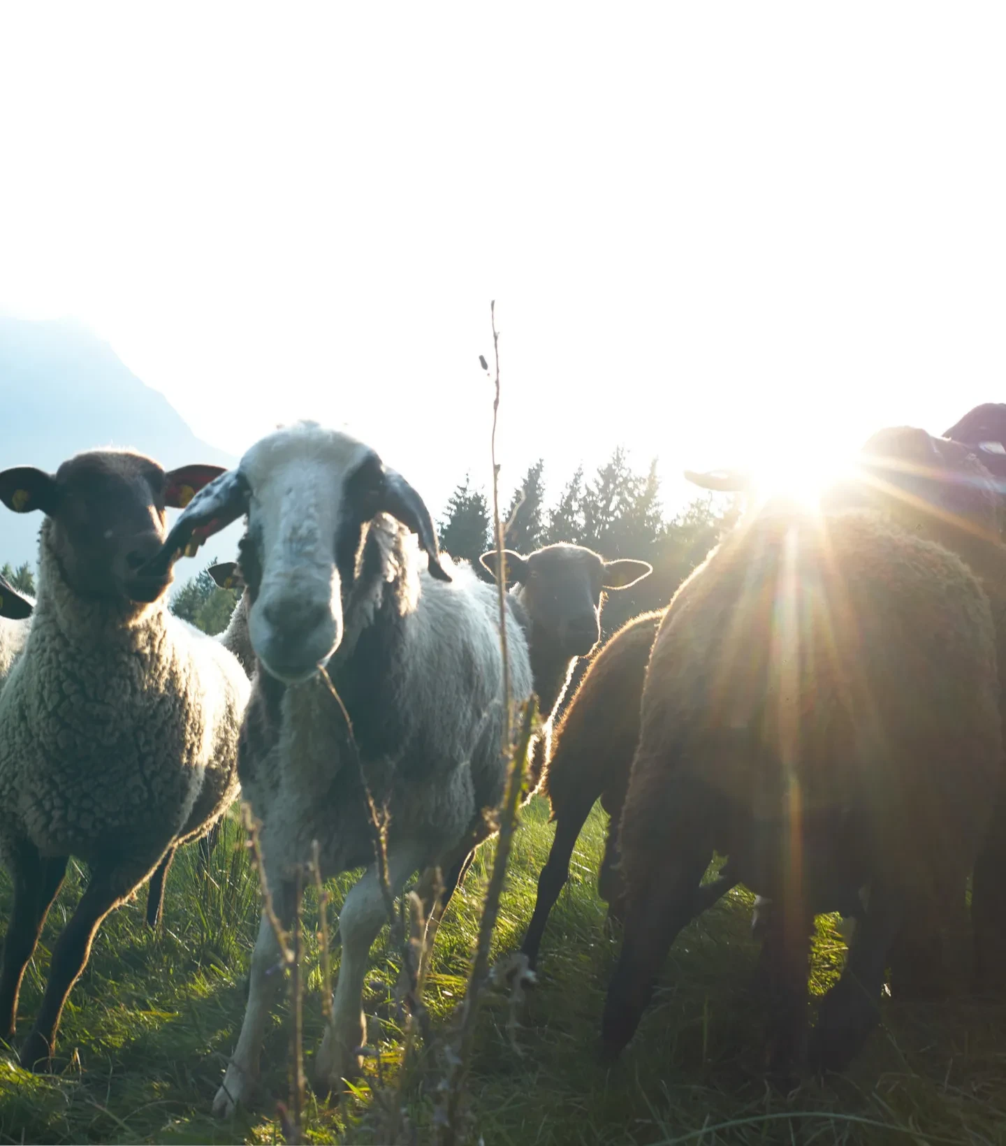 Salzburg schmeckt Magazin_Krahbichler_Schafkäse