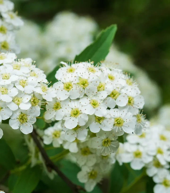 Mädesüß Blüten