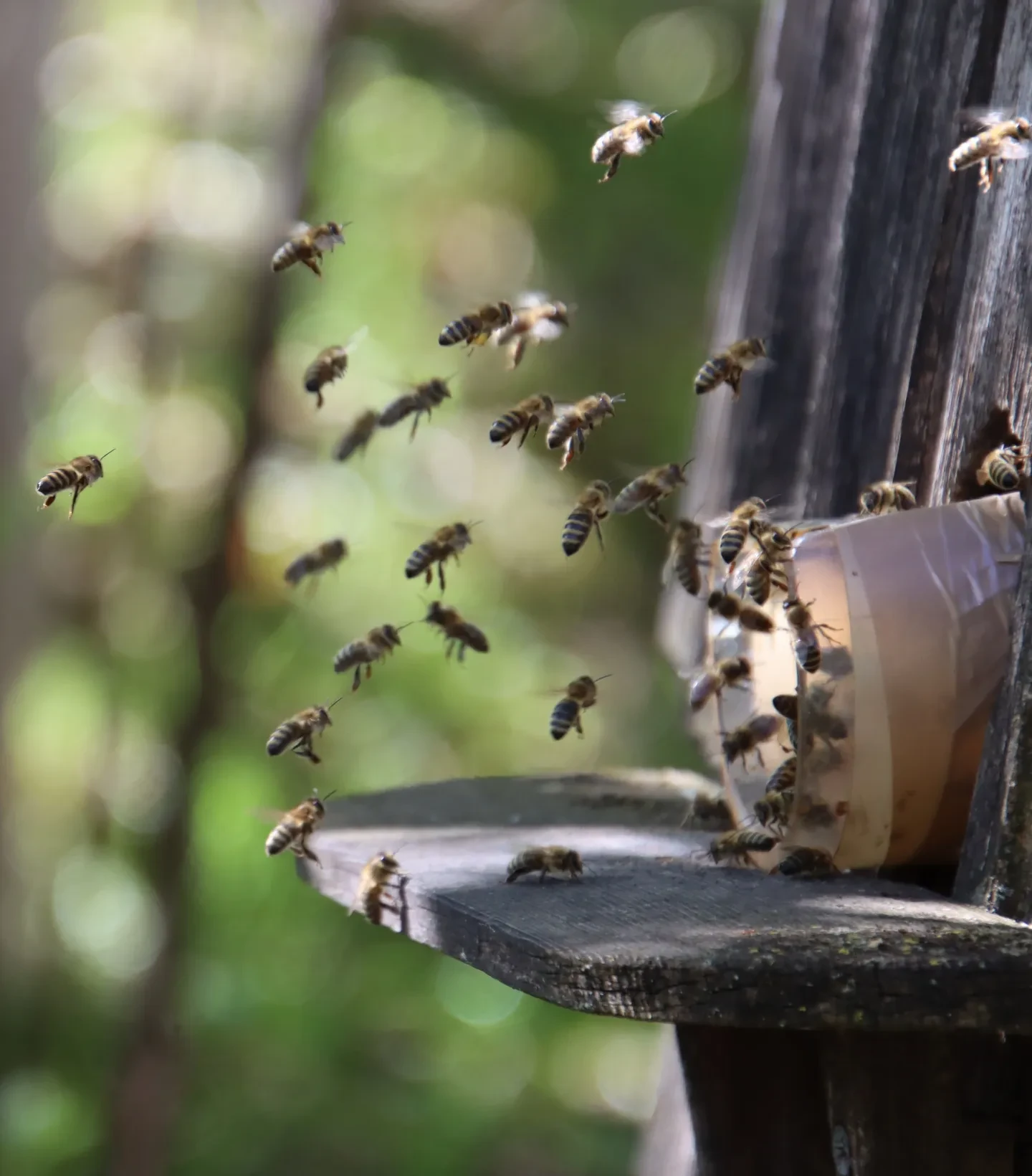 Bienen vor dem Bienenstock