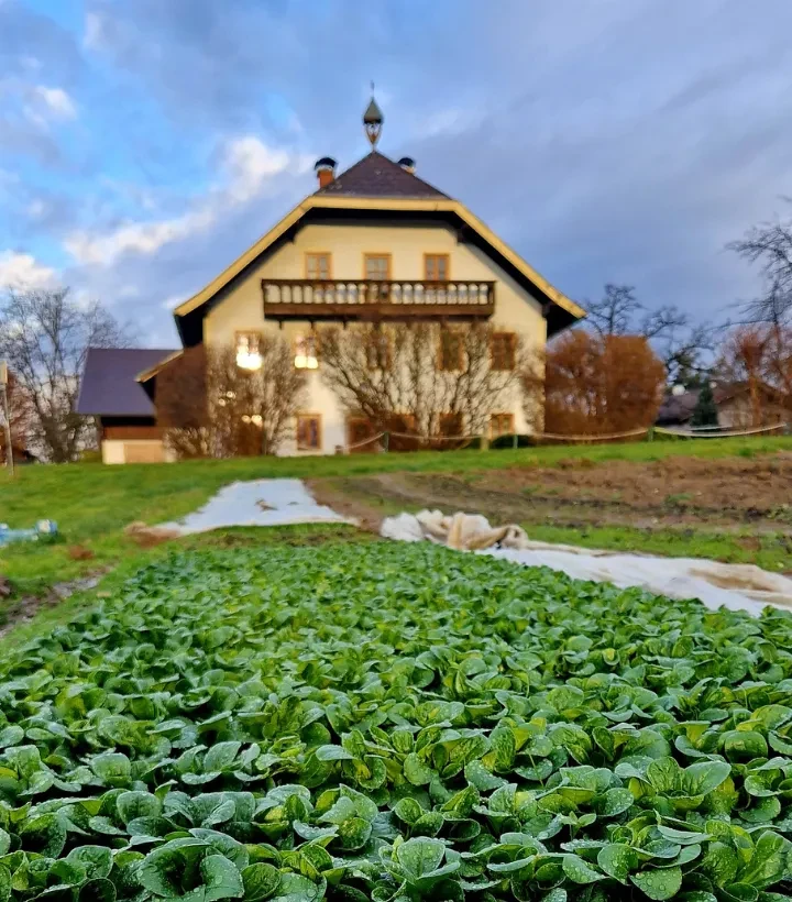 Feld mit Salat für Bauernhaus