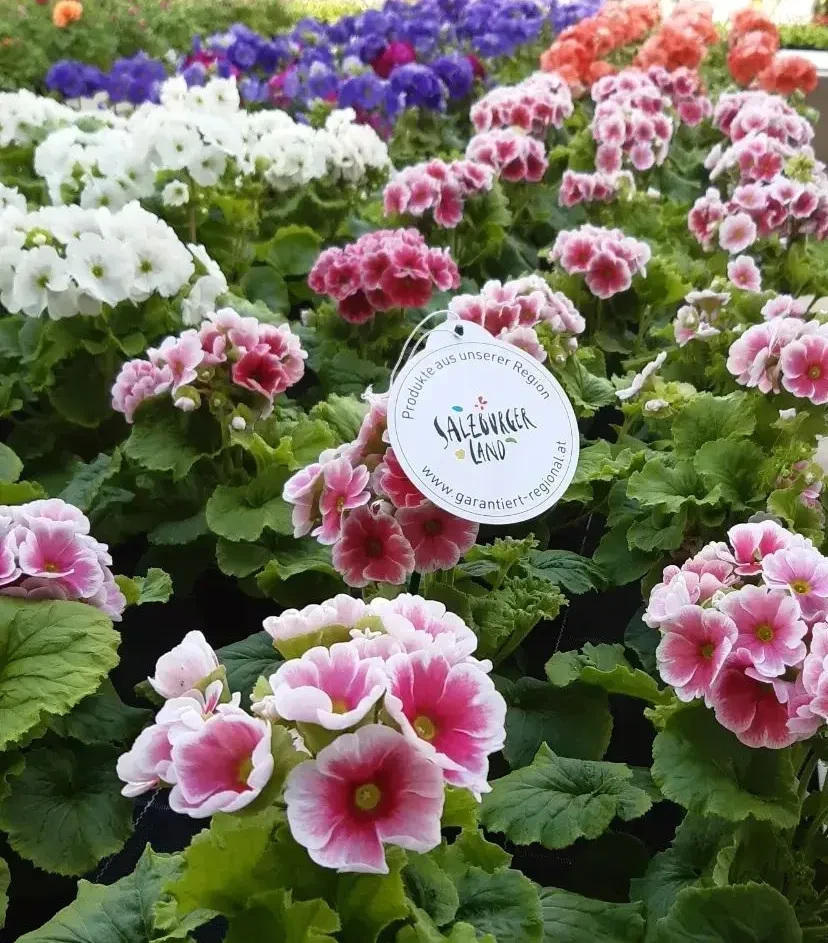 Blumen aus Salzburg kaufen – regionale Gärtnereien & Pflanzenbetriebe  Regional gewachsen. Mit Sorgfalt kultiviert.