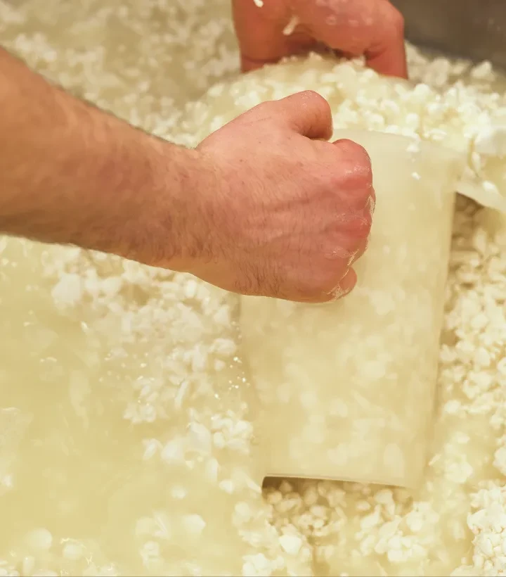 Käse Herstellung