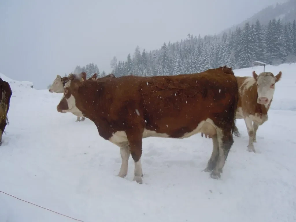 Rindfleisch  von Oberedt in St. Martin / Tgb.