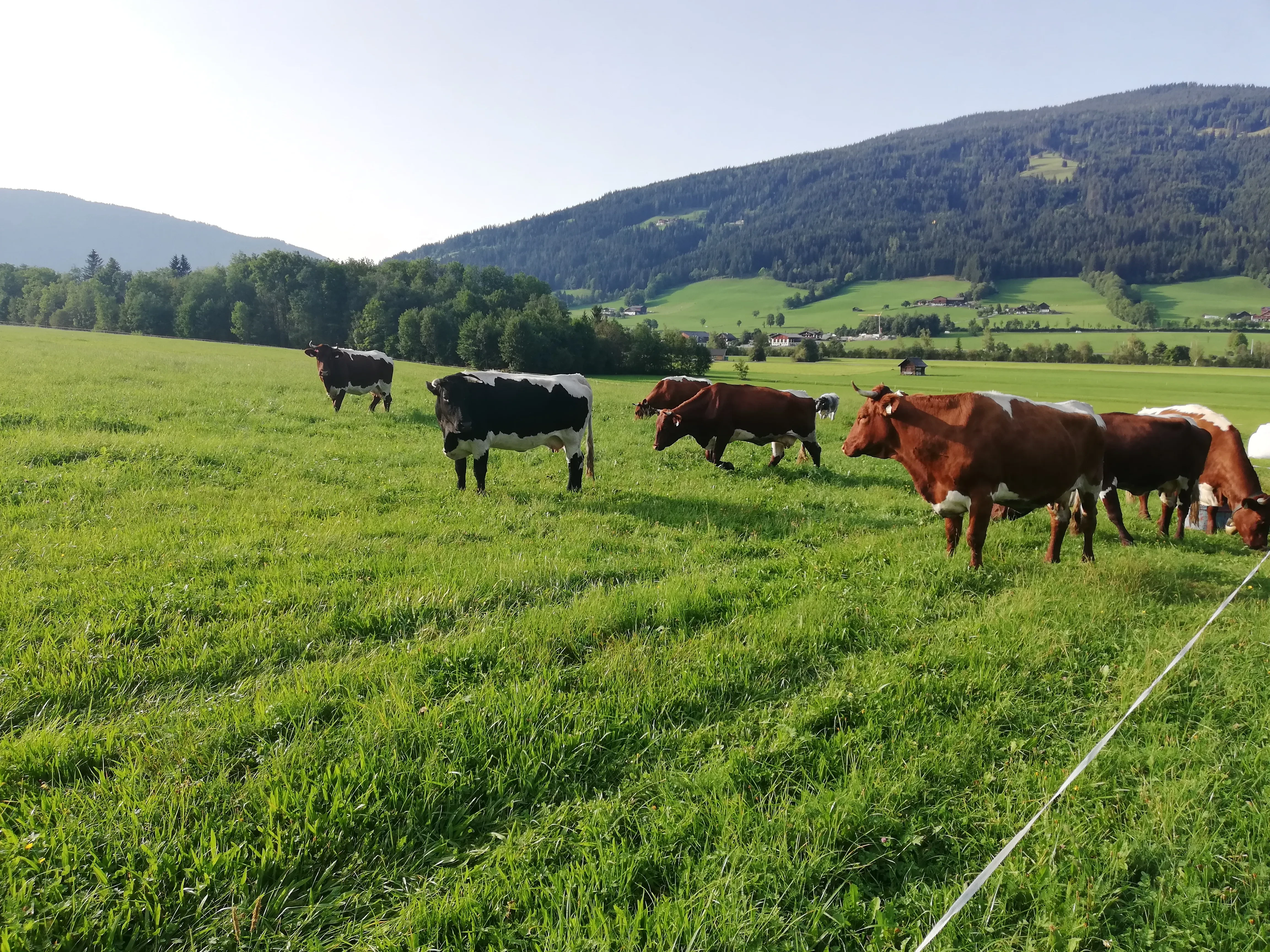 SalzburgerLand Genuss-Kisterl  von Unterfarnwang in Radstadt