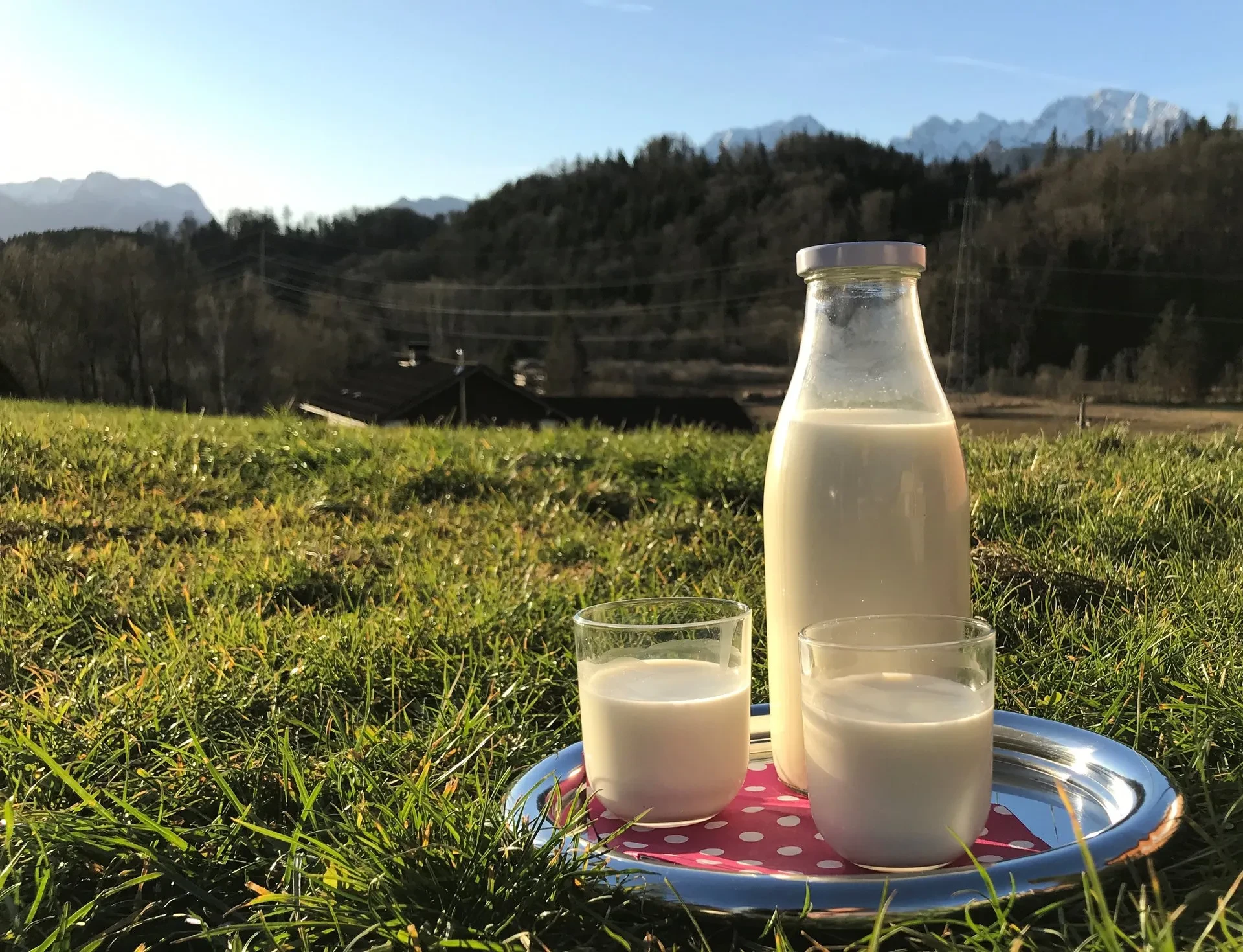 Rohmilch - Heumilch  von Motzenhof in Adnet