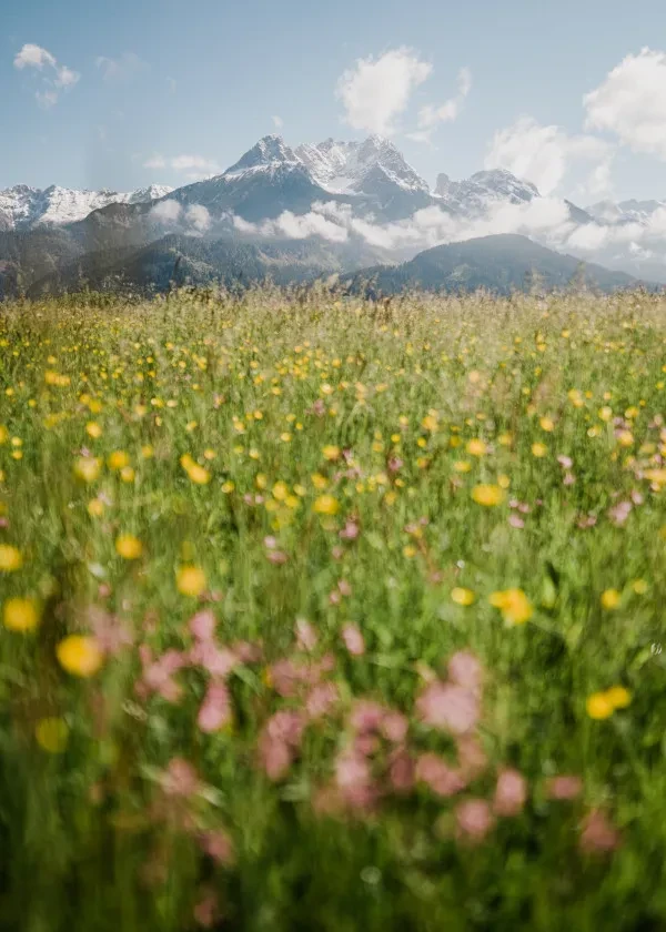 Blühende Sommerwiese mit schneebedecktem Gipfel im Hintergrund
